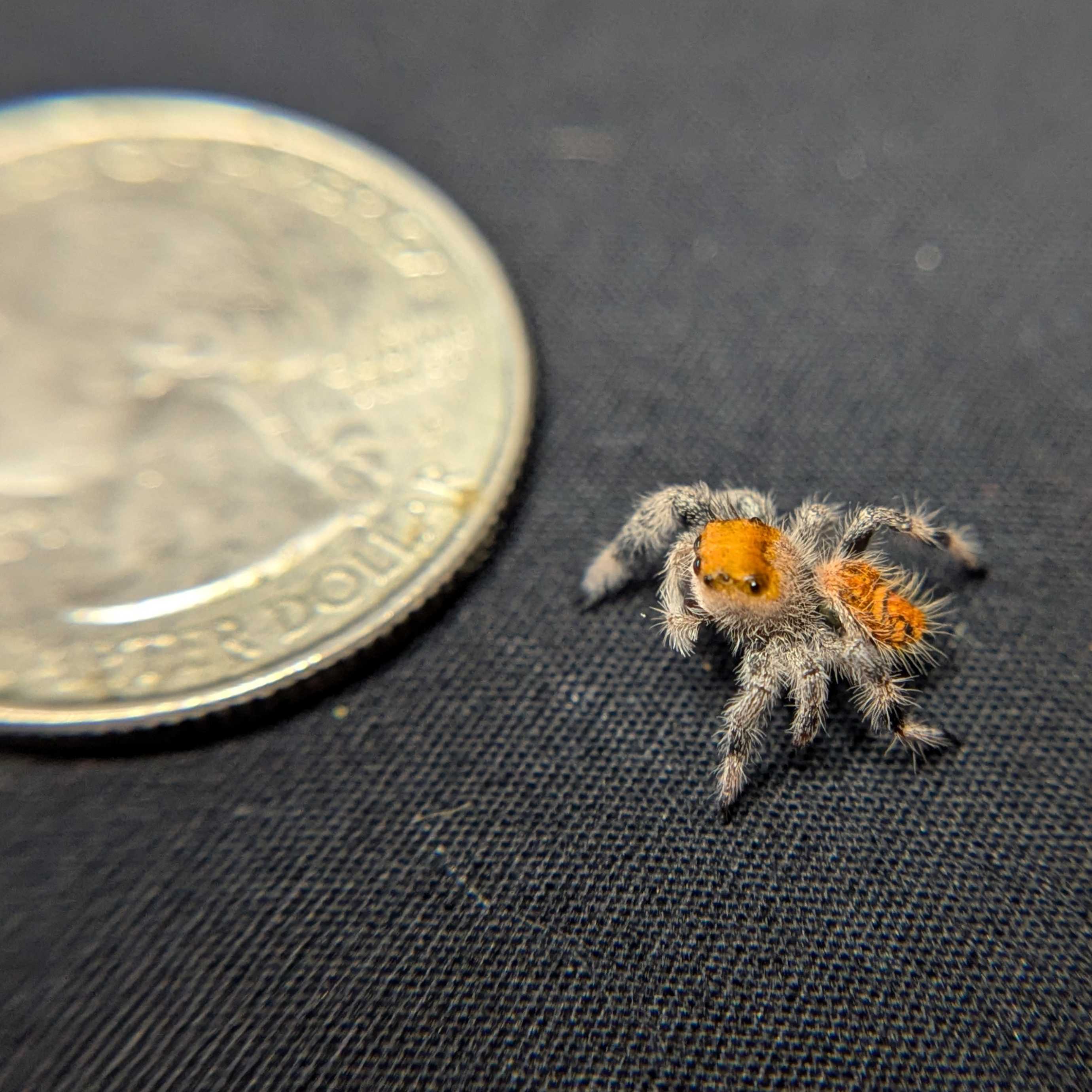 Regal Jumping Spider "Muffin"