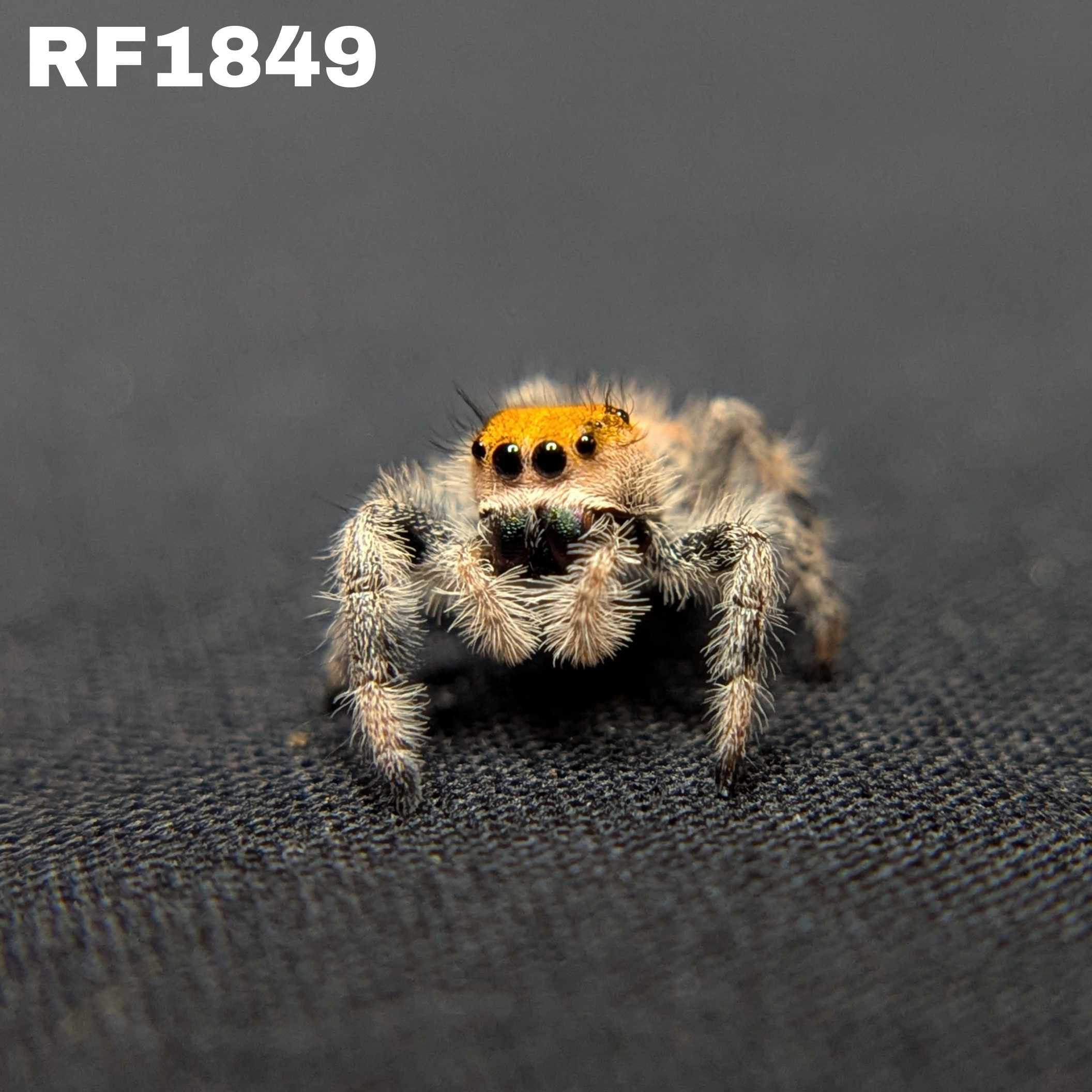Regal Jumping Spider "Muffin"