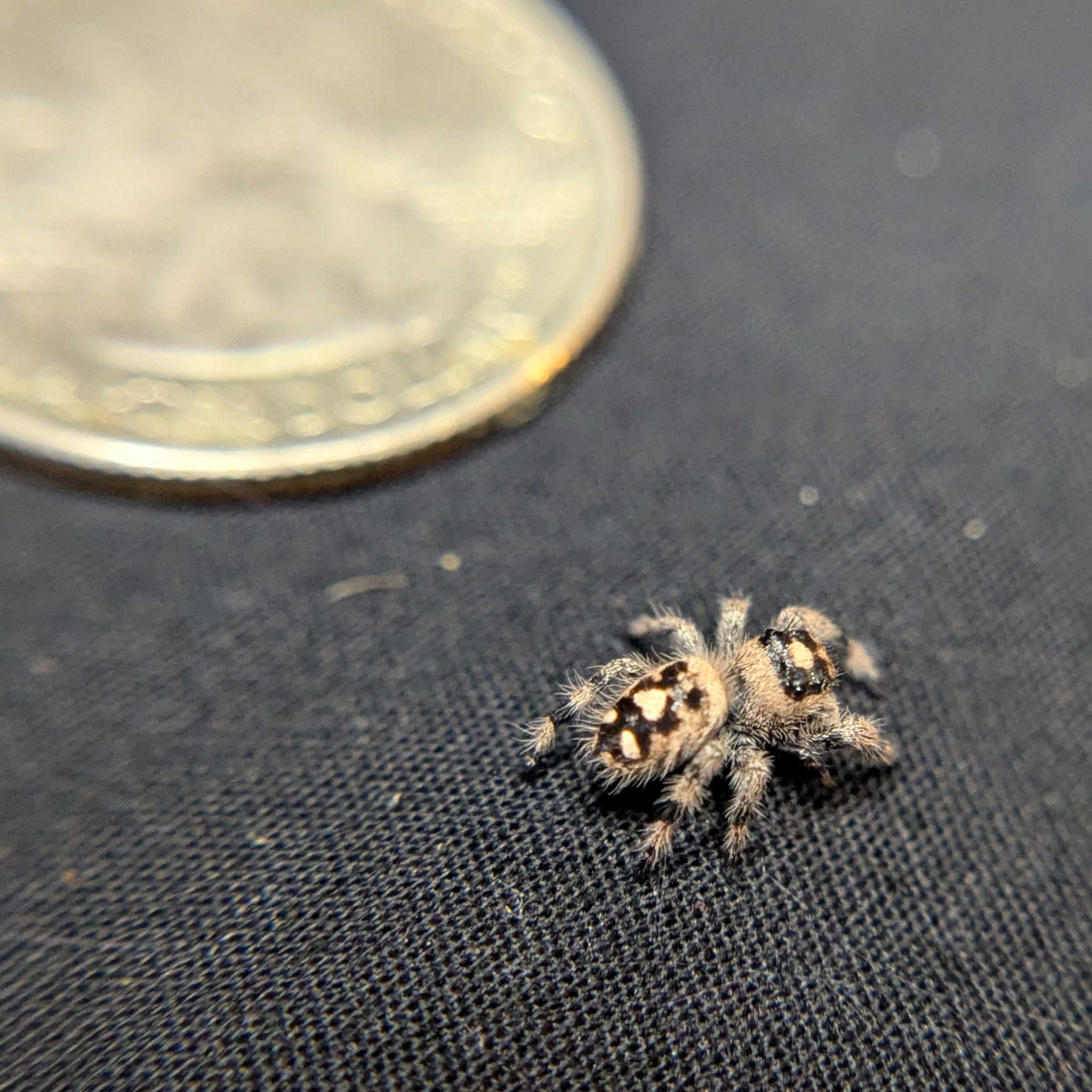 Regal Jumping Spider “Pudding”
