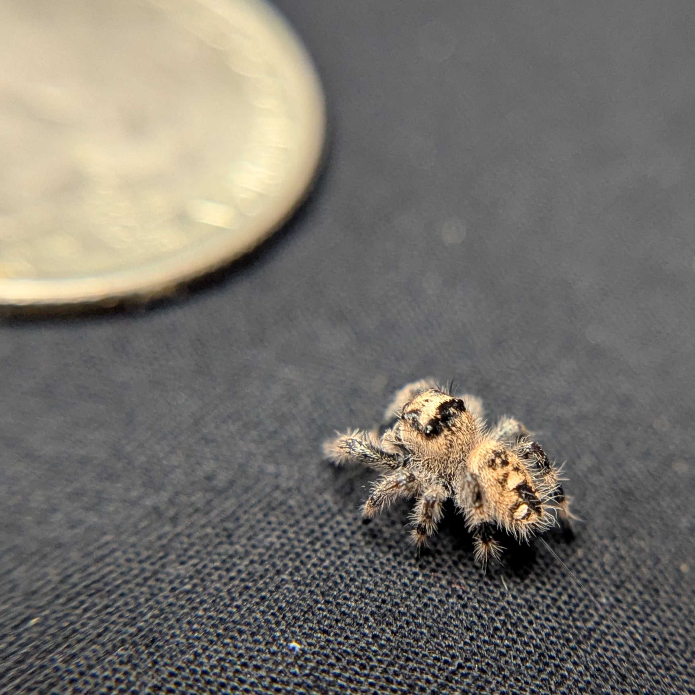 Regal Jumping Spider "Pixie"