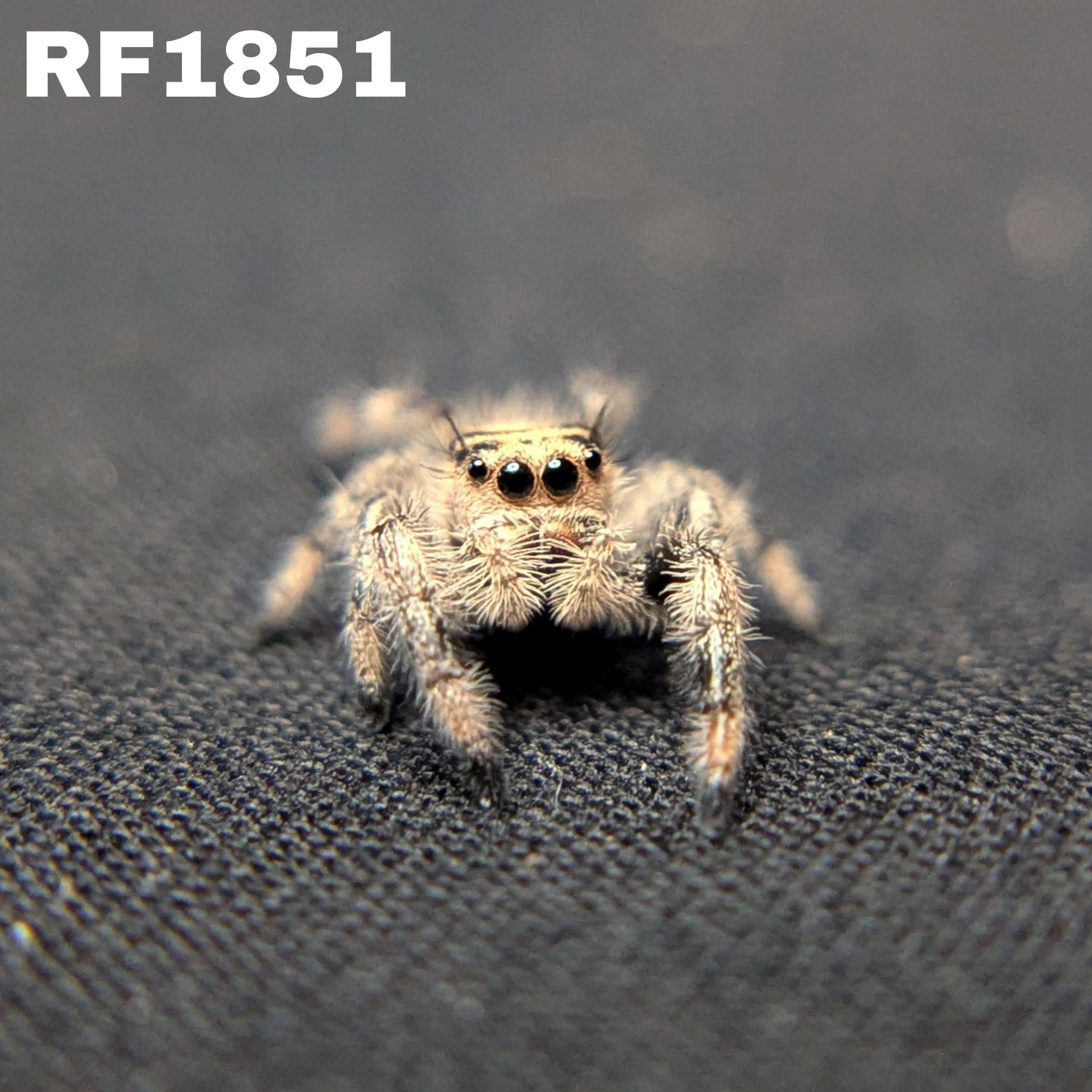 Regal Jumping Spider "Pixie"