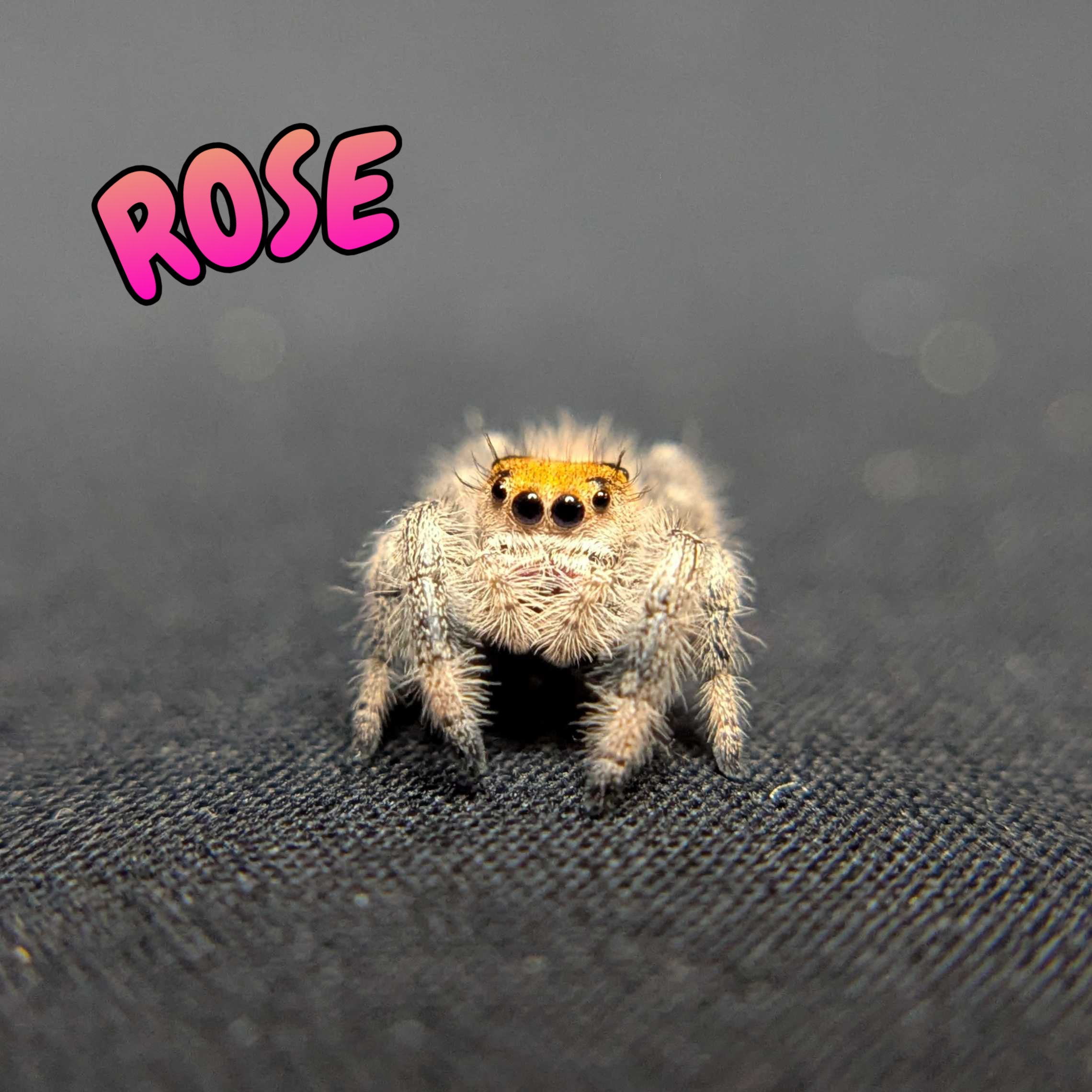 Regal Jumping Spider "Rose"