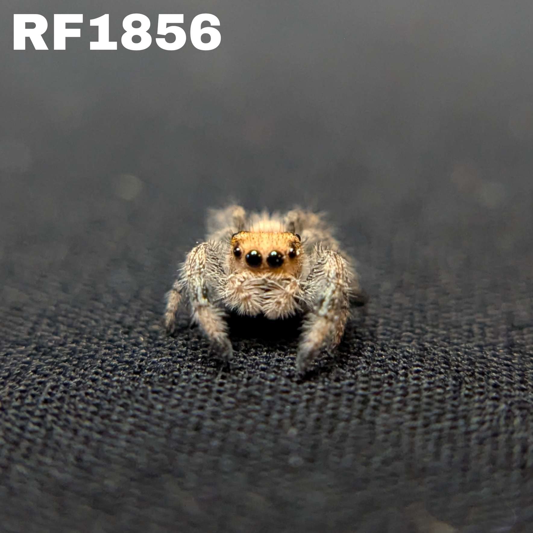 Regal Jumping Spider "Pastry"