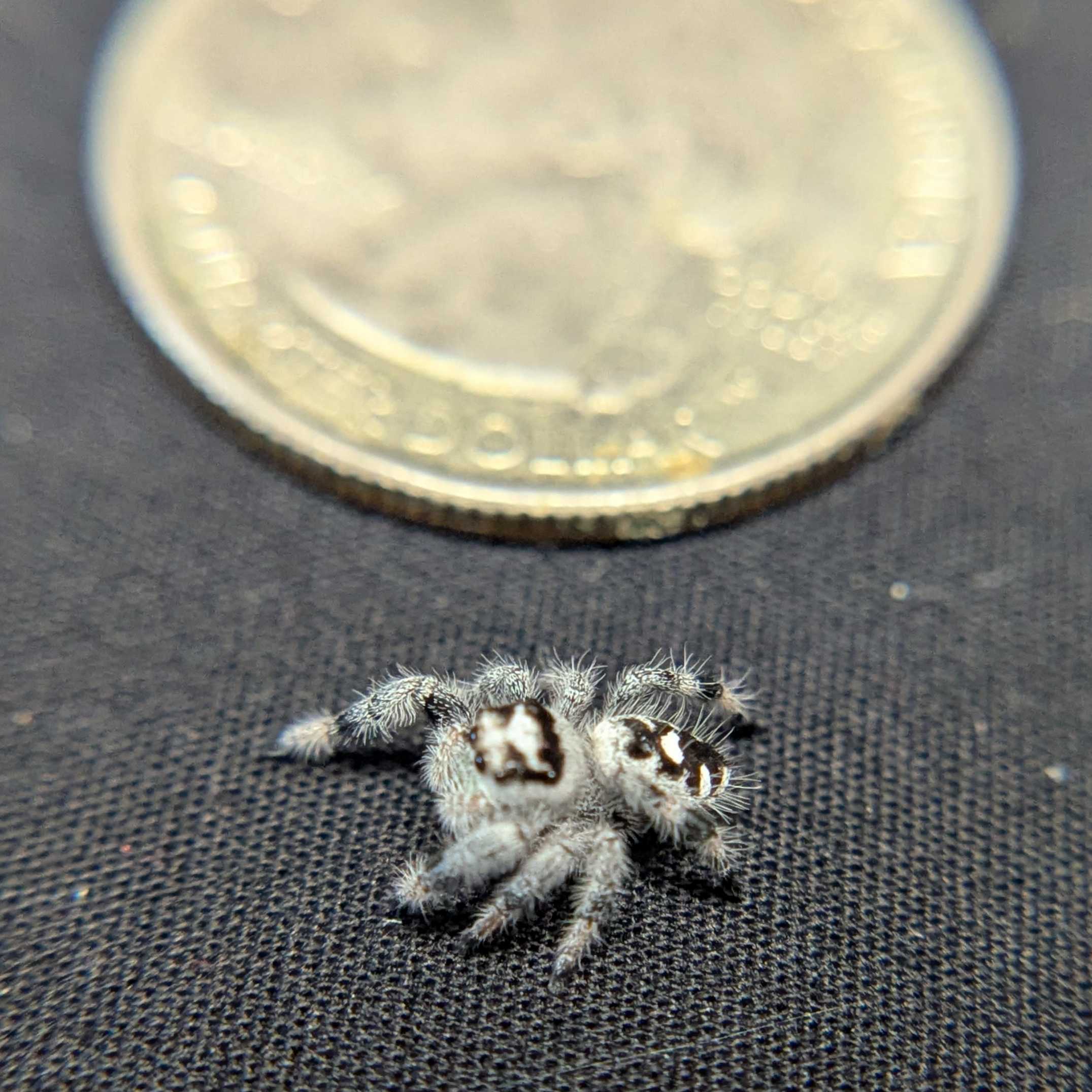 Regal Jumping Spider “Snowy”