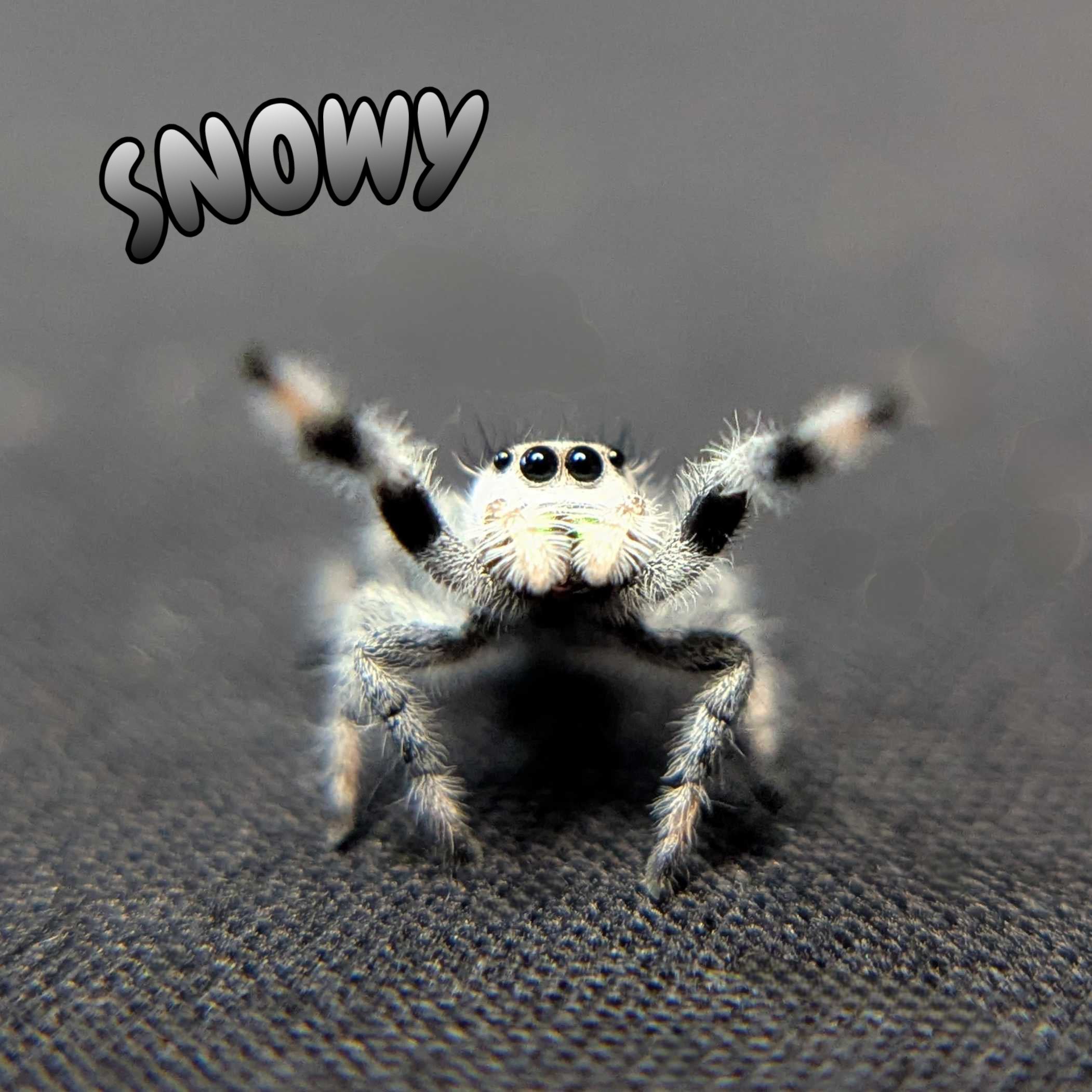 Regal Jumping Spider “Snowy”