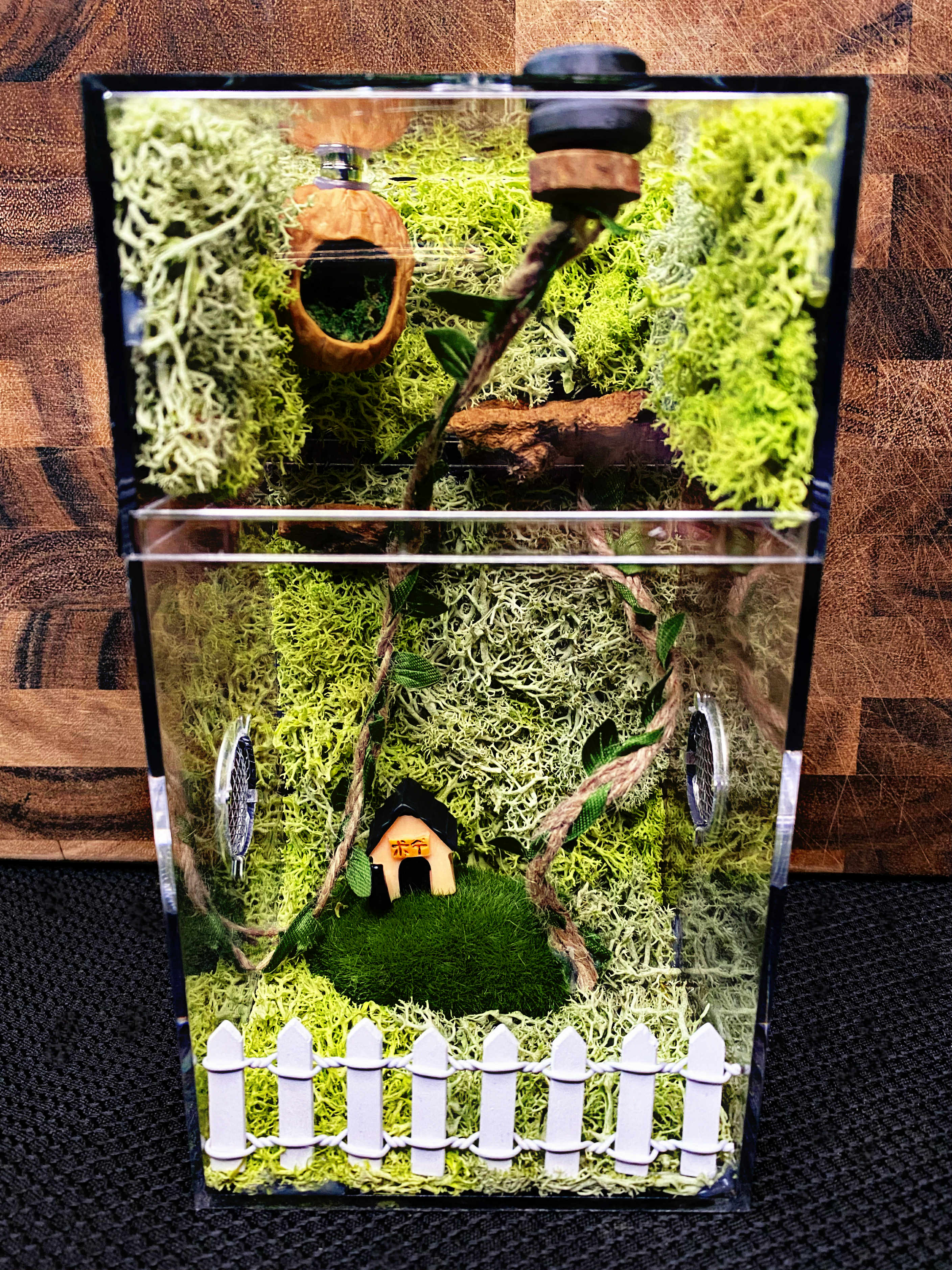Custom Jumping Spider Enclosure