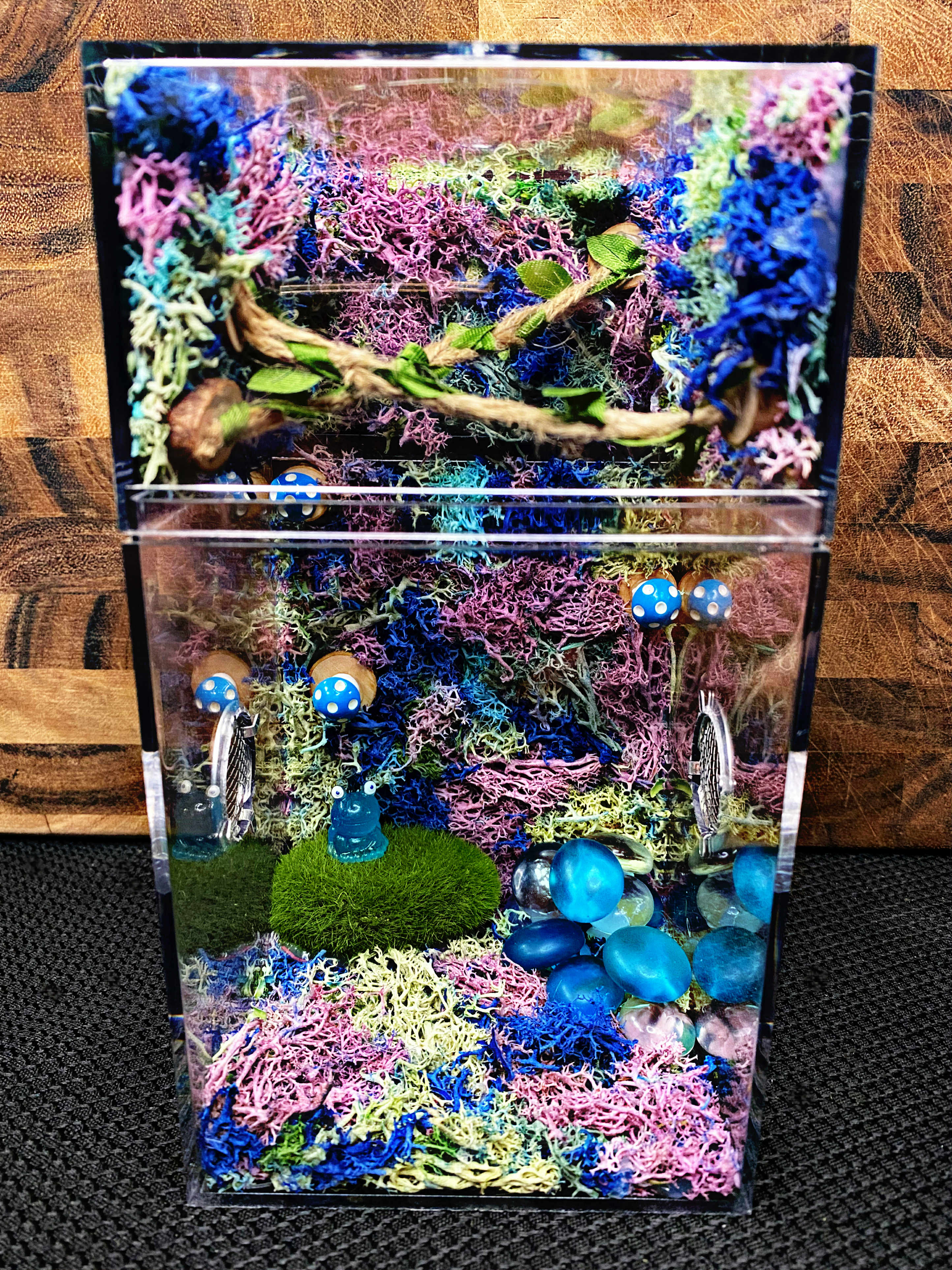 Custom Jumping Spider Enclosure