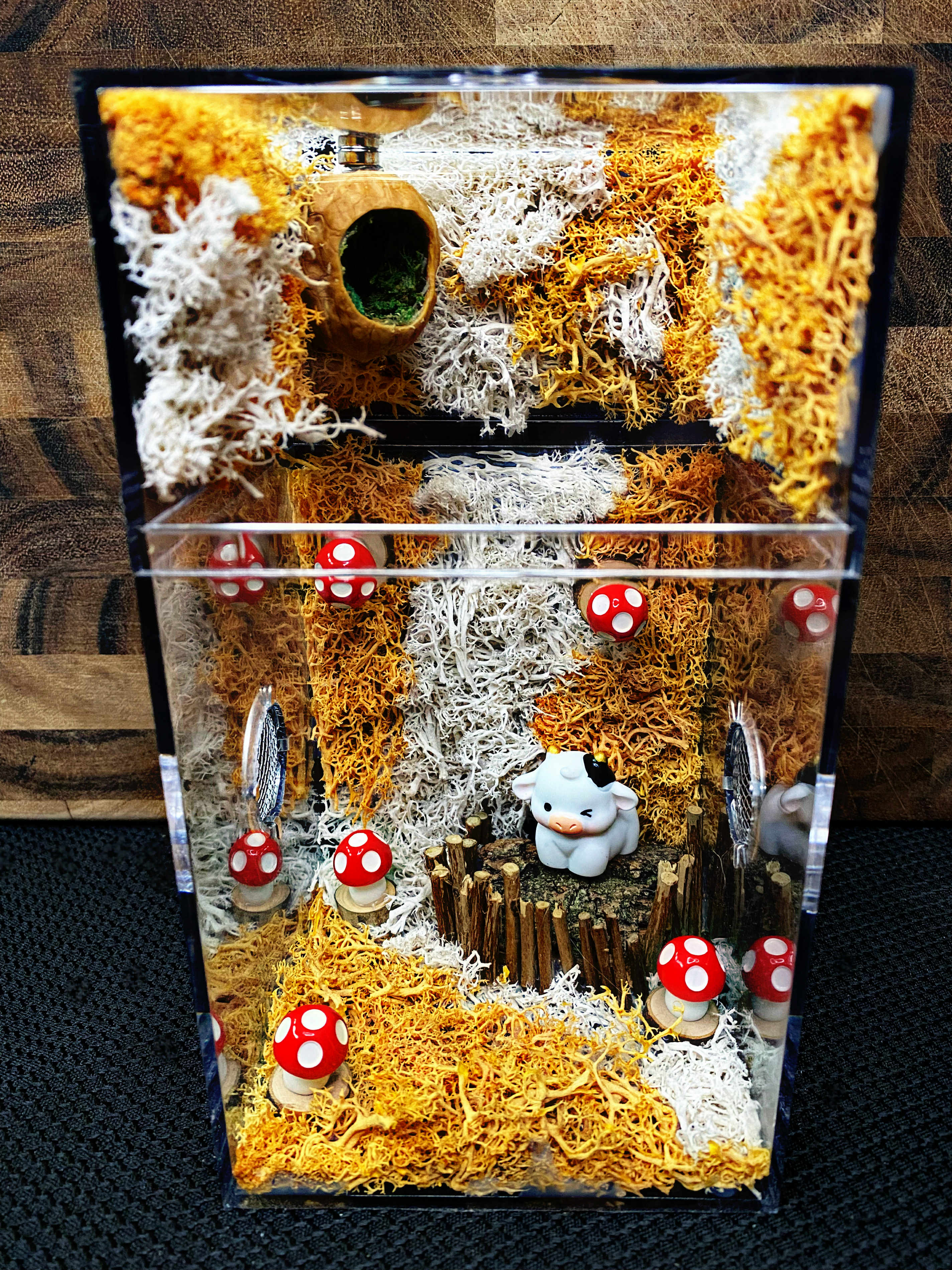 Custom Jumping Spider Enclosure