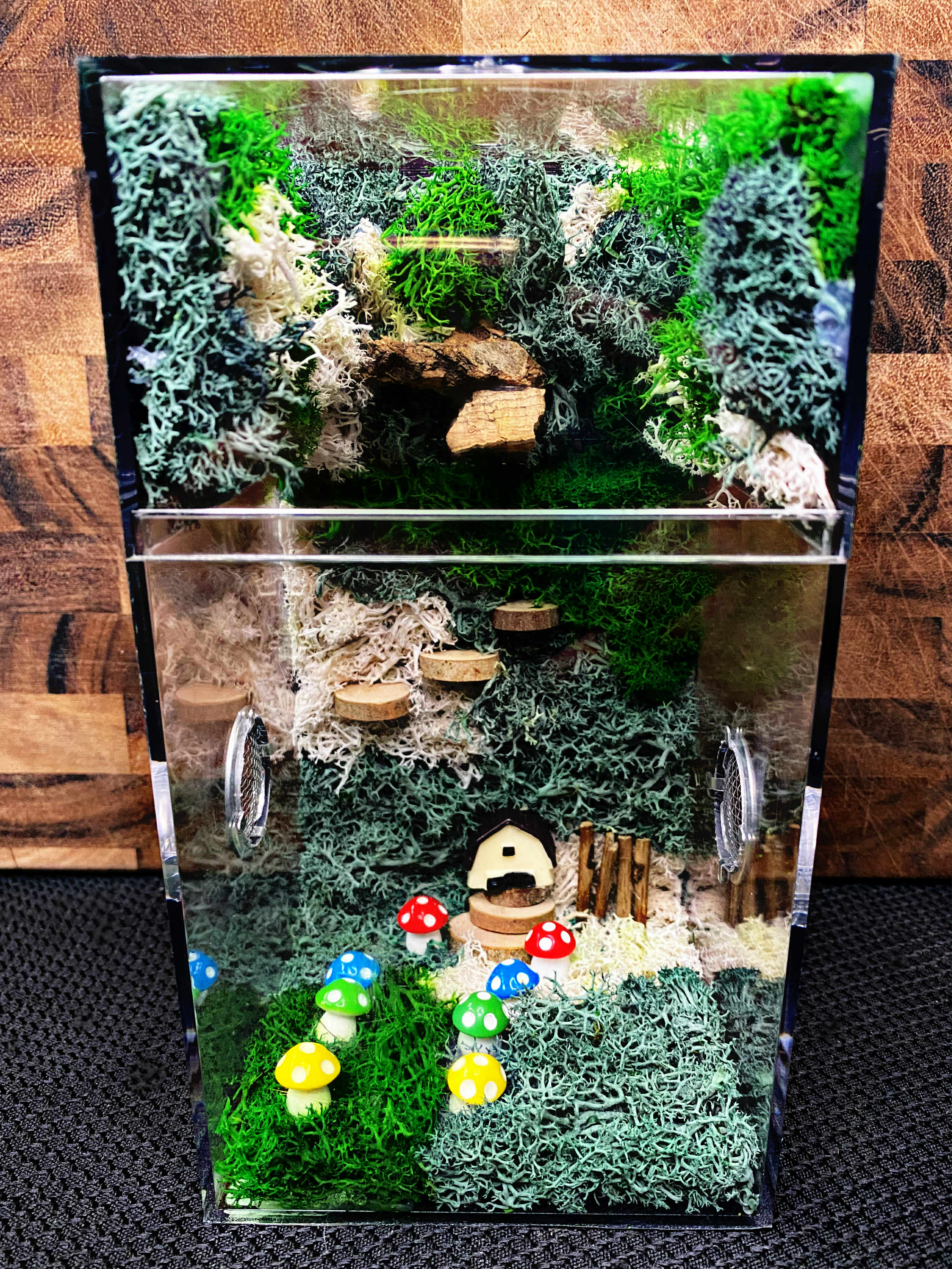 Custom Jumping Spider Enclosure