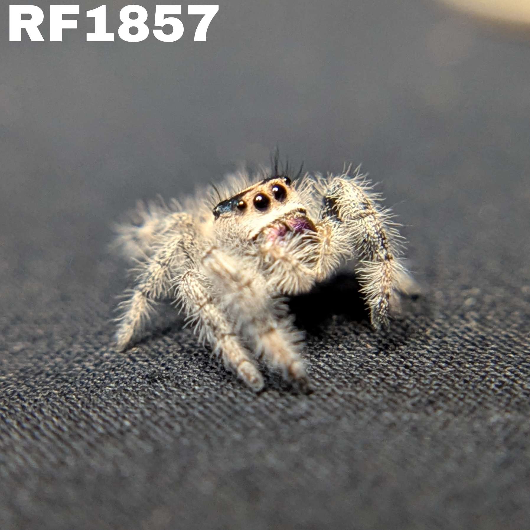Regal Jumping Spider "Chococream"