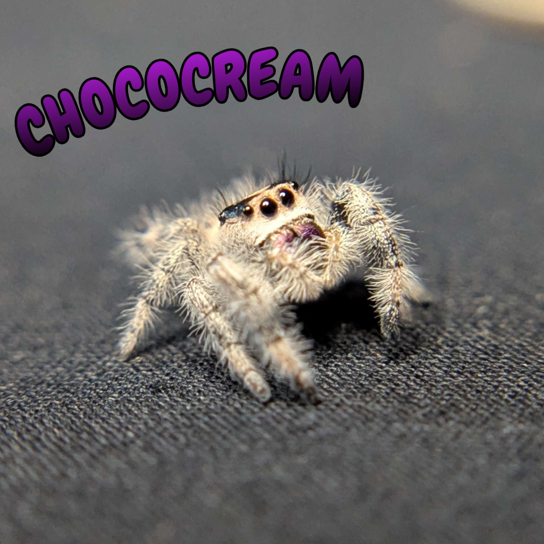 Regal Jumping Spider "Chococream"