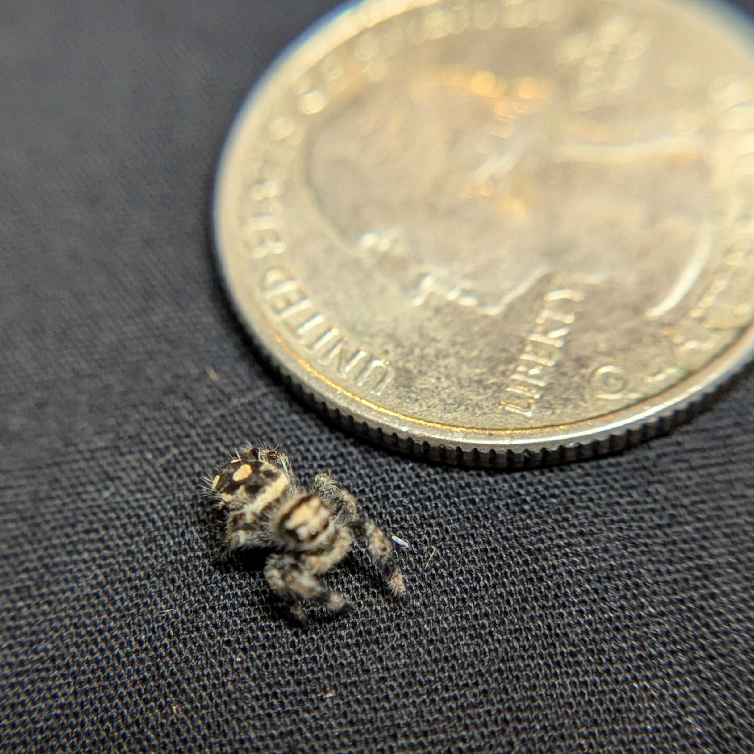 Regal Jumping Spider "Labubu"