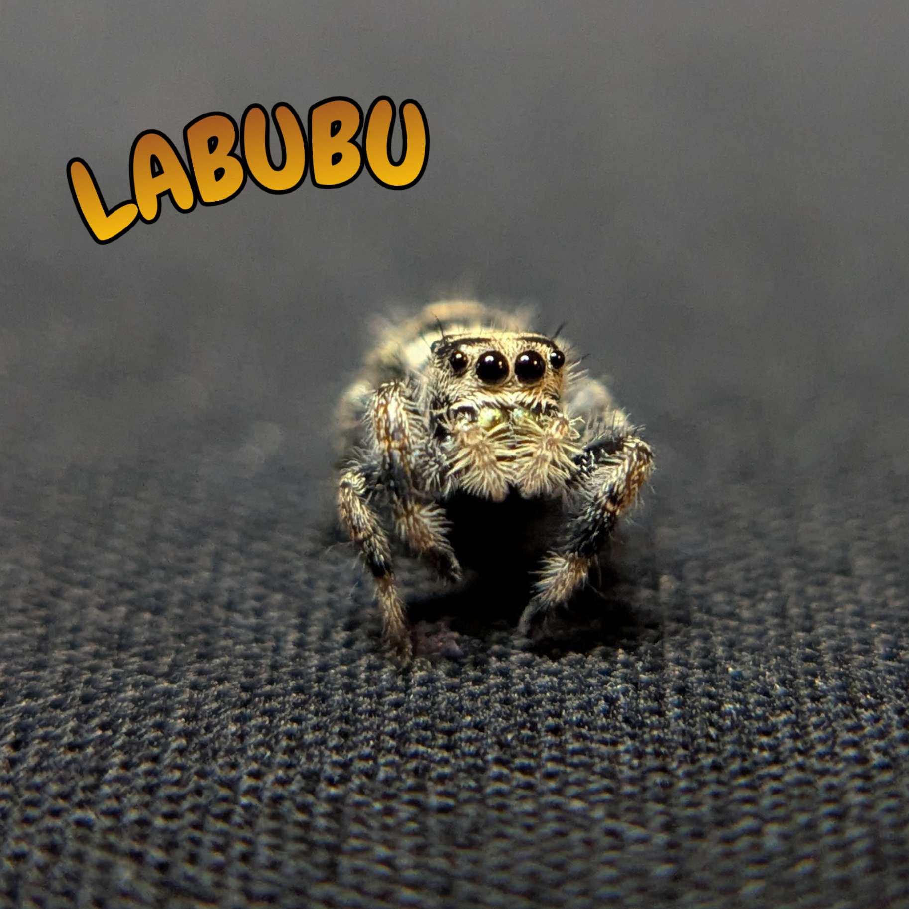 Regal Jumping Spider "Labubu"