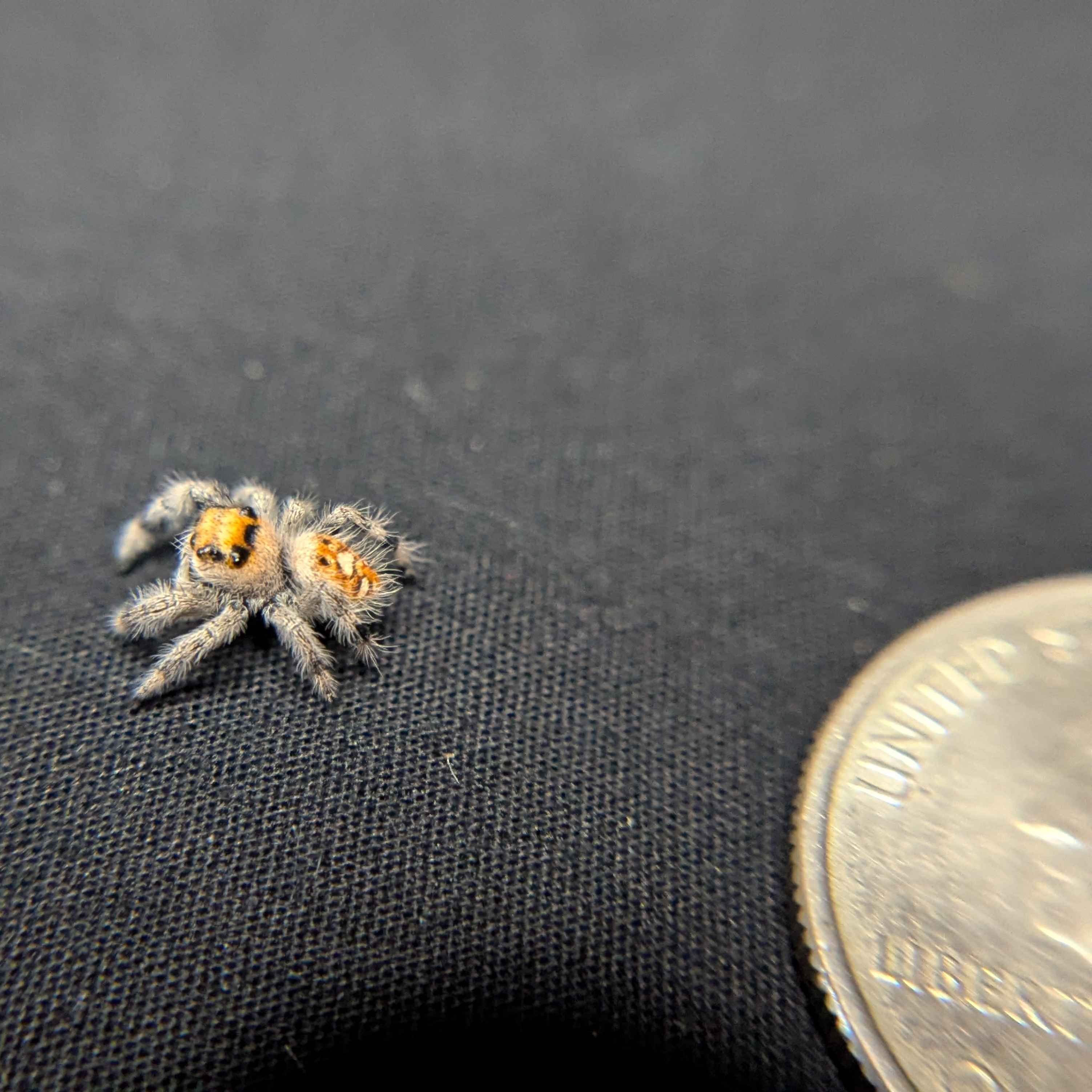 Regal Jumping Spider "Egg"