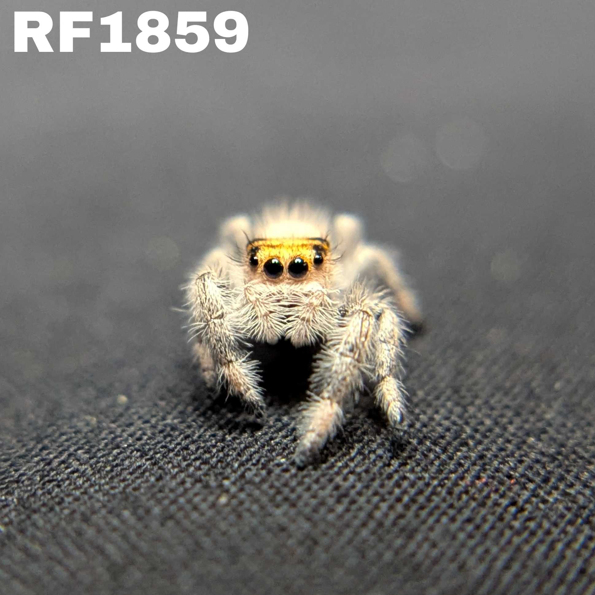 Regal Jumping Spider "Egg"