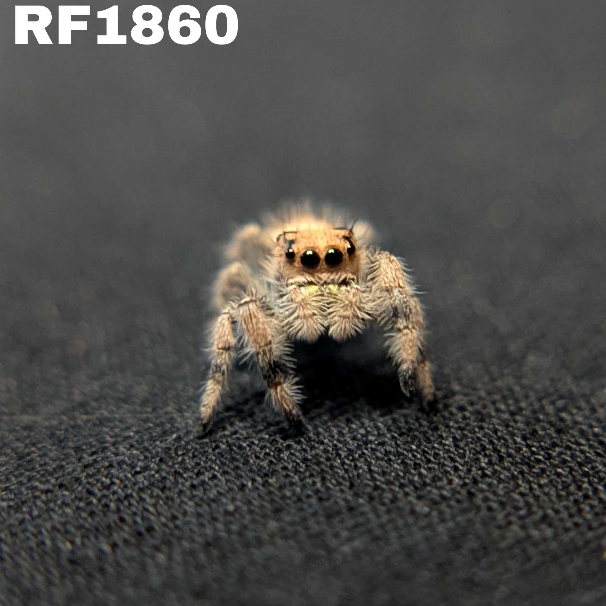 Regal Jumping Spider “Dosidos”