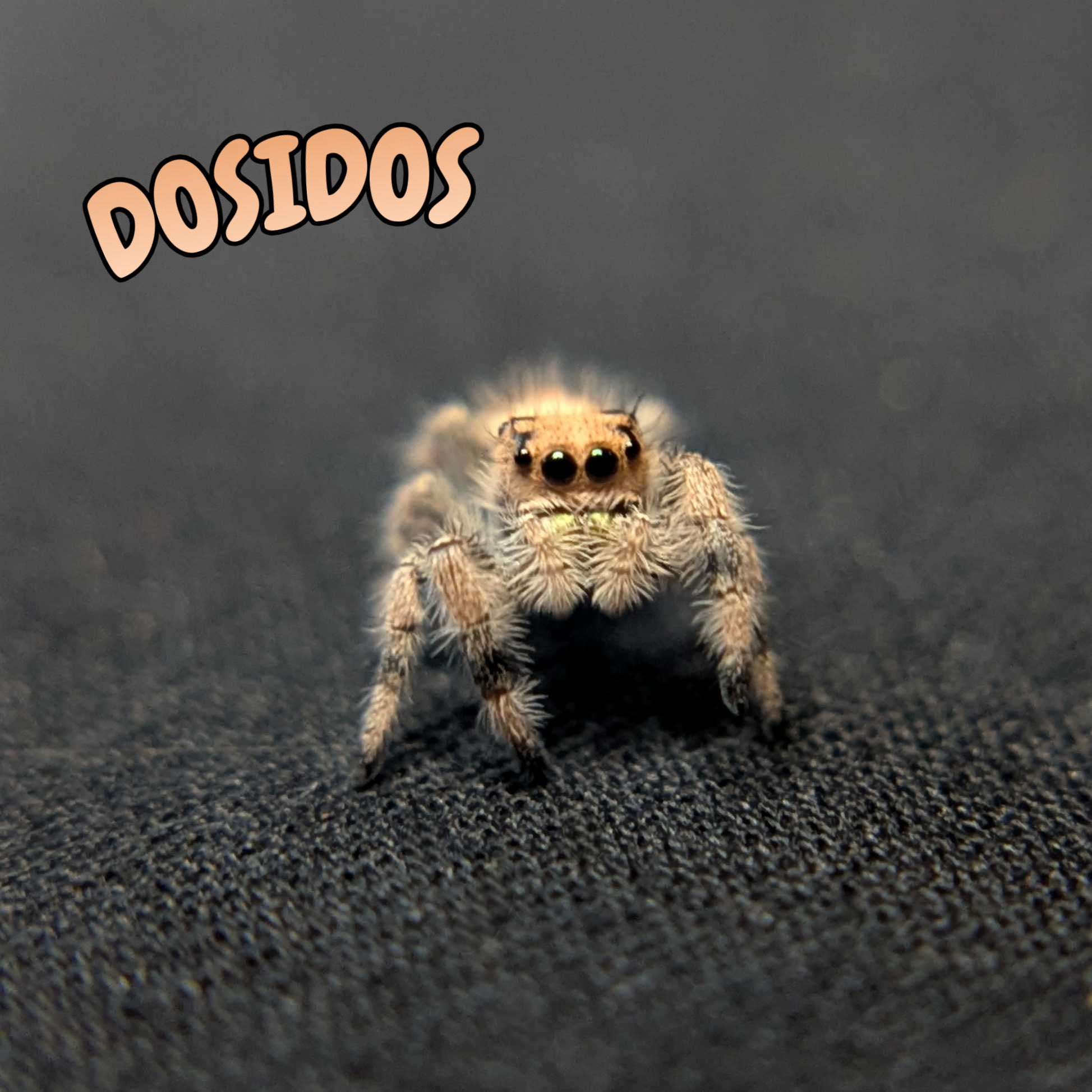 Regal Jumping Spider “Dosidos”