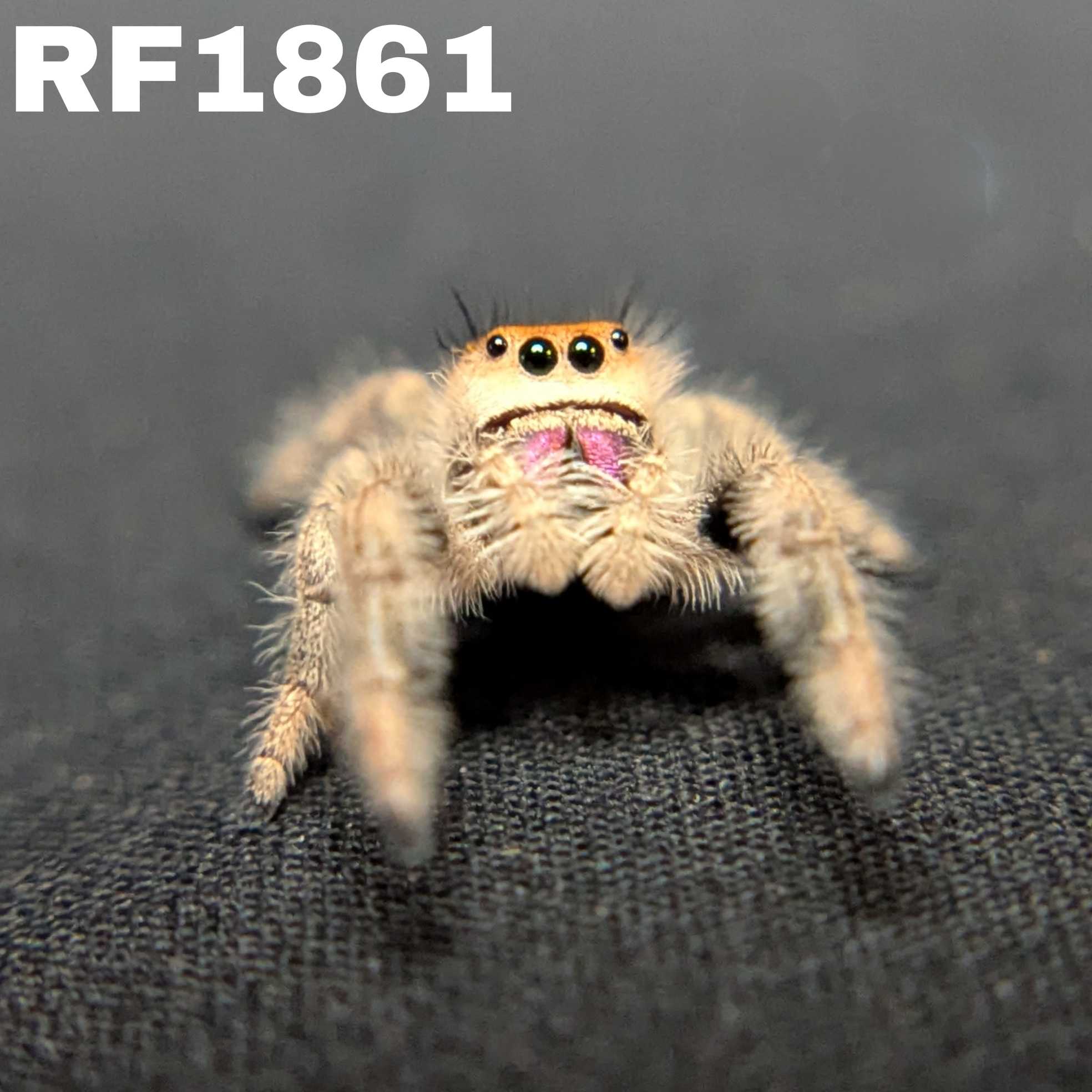 Regal Jumping Spider “Vixen”