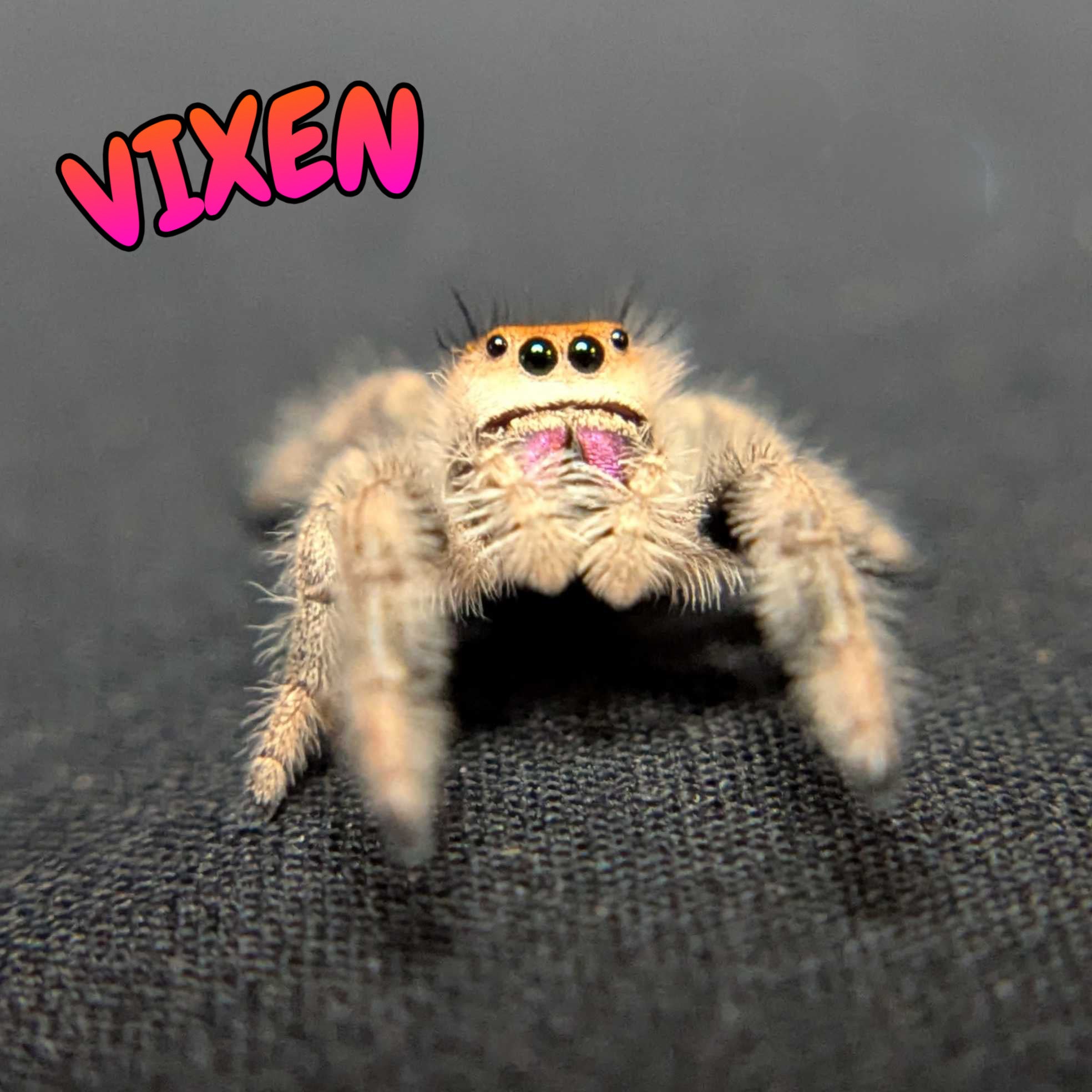 Regal Jumping Spider “Vixen”