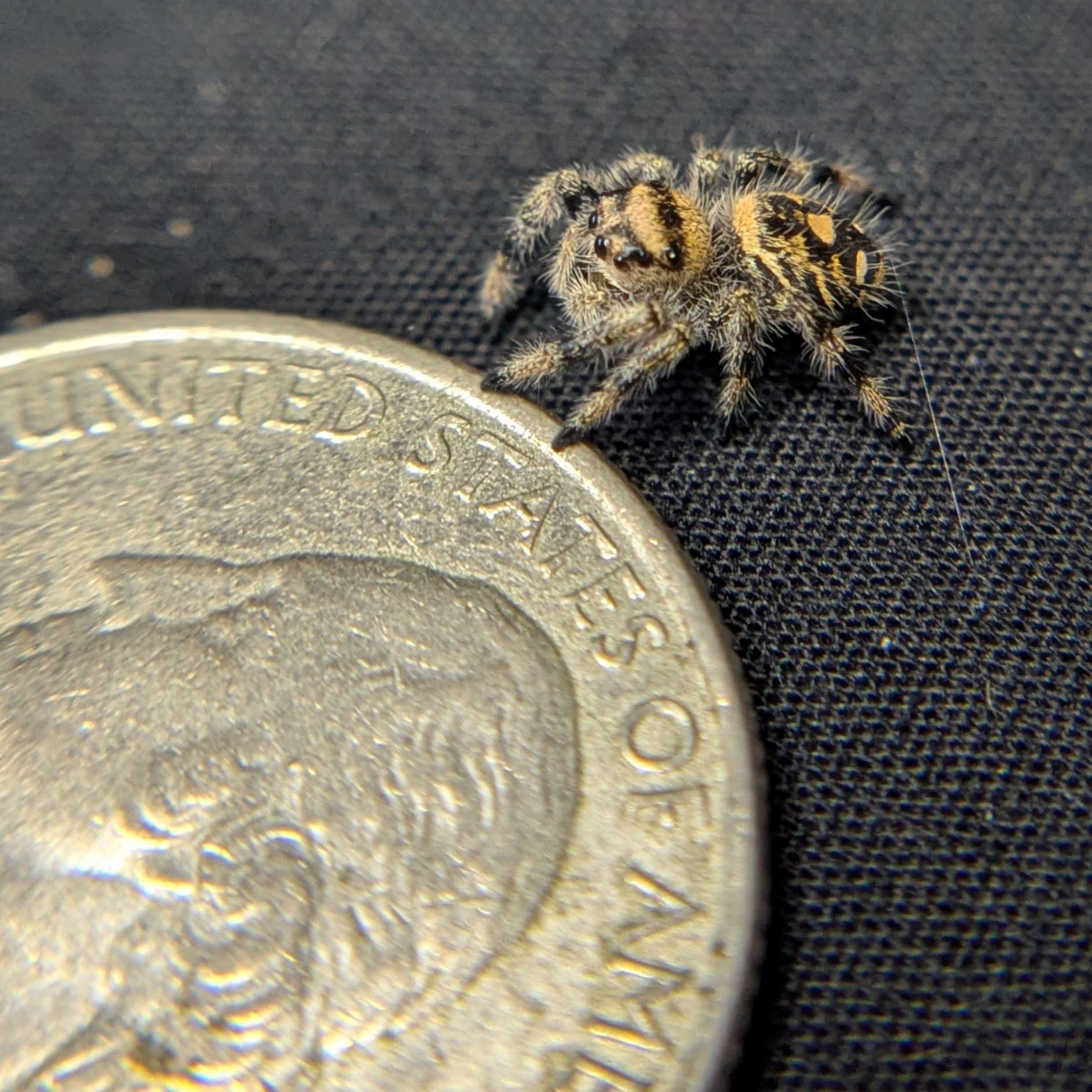 Regal Jumping Spider "Halloween"