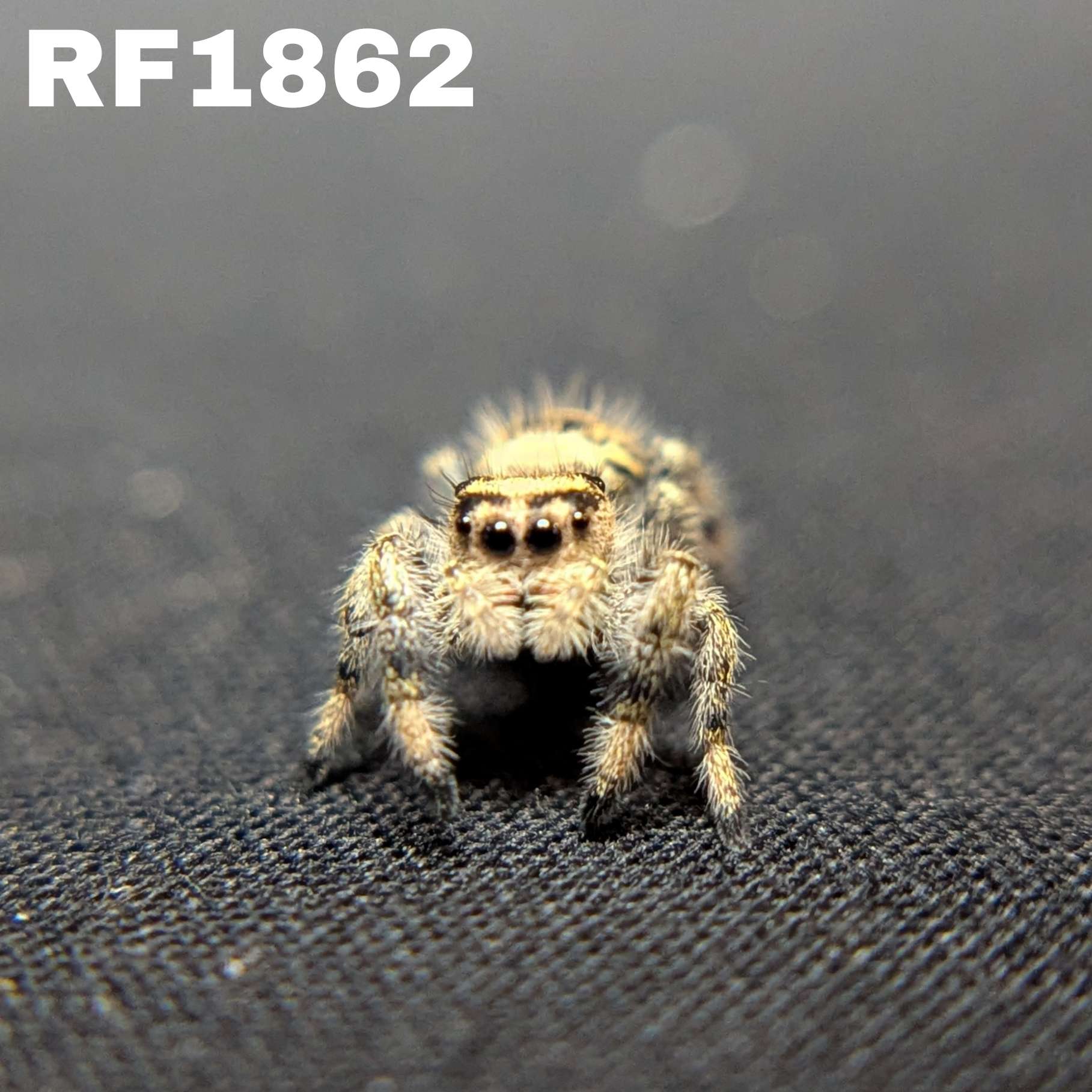 Regal Jumping Spider "Halloween"