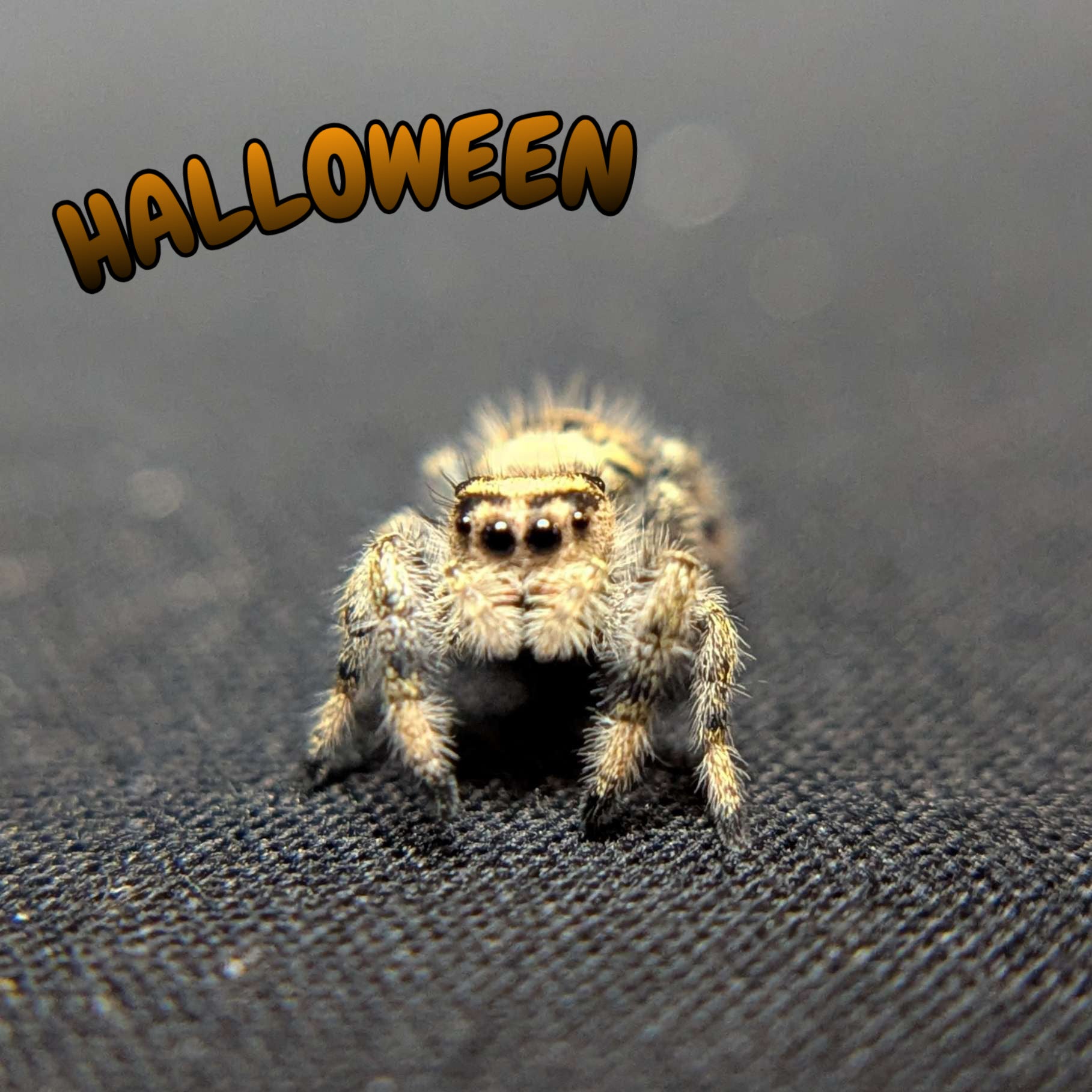 Regal Jumping Spider "Halloween"