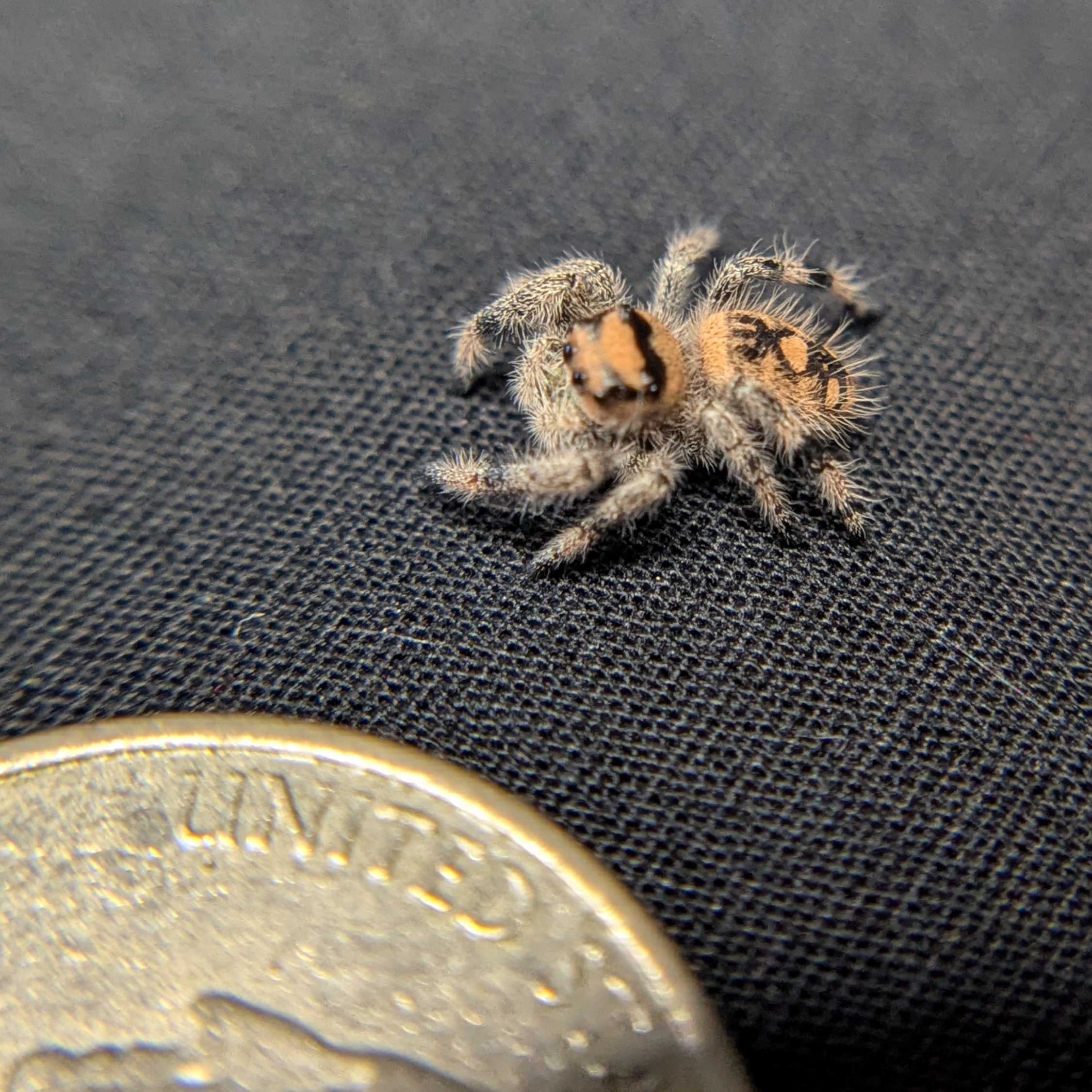 Regal Jumping Spider “Durian”