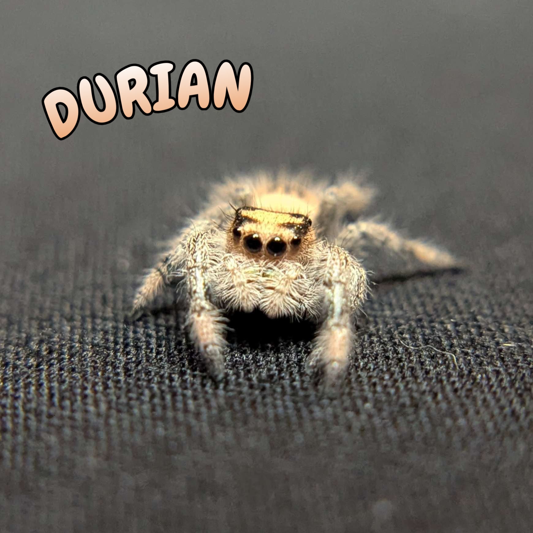 Regal Jumping Spider “Durian”