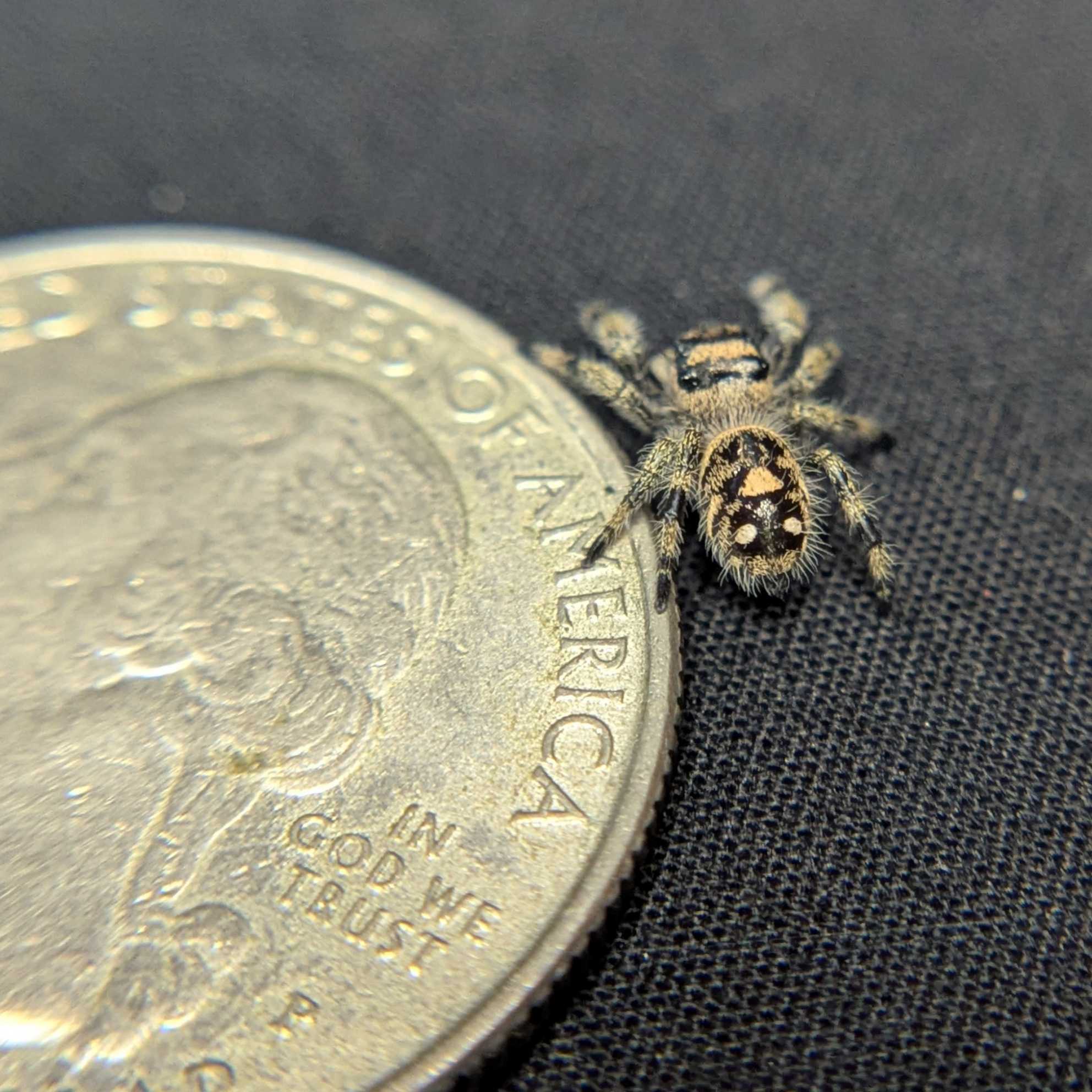 Regal Jumping Spider “Zest”