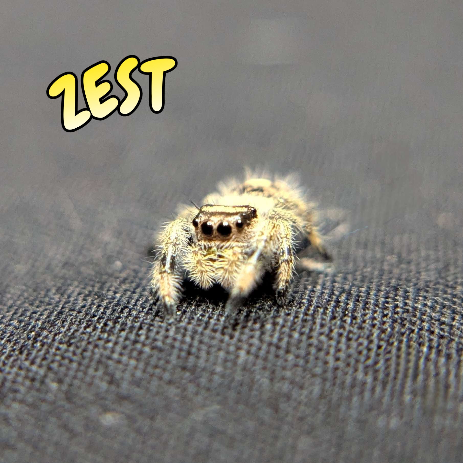 Regal Jumping Spider “Zest”