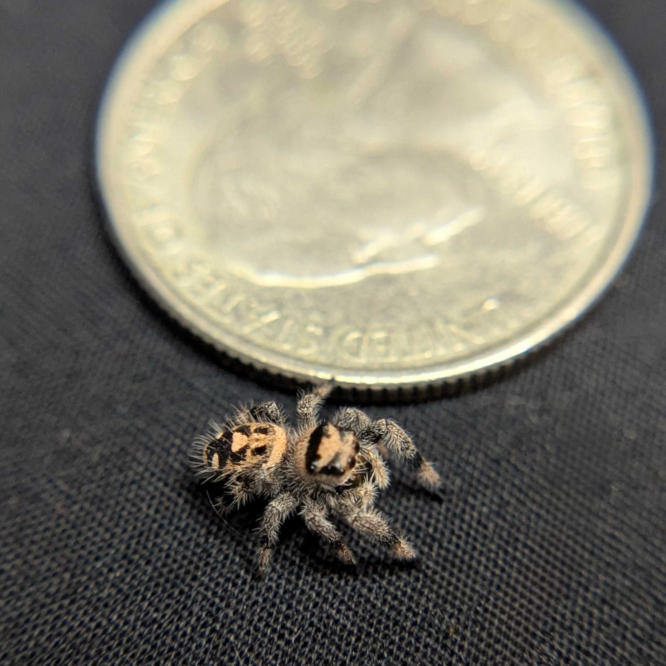 Regal Jumping Spider "Maria"