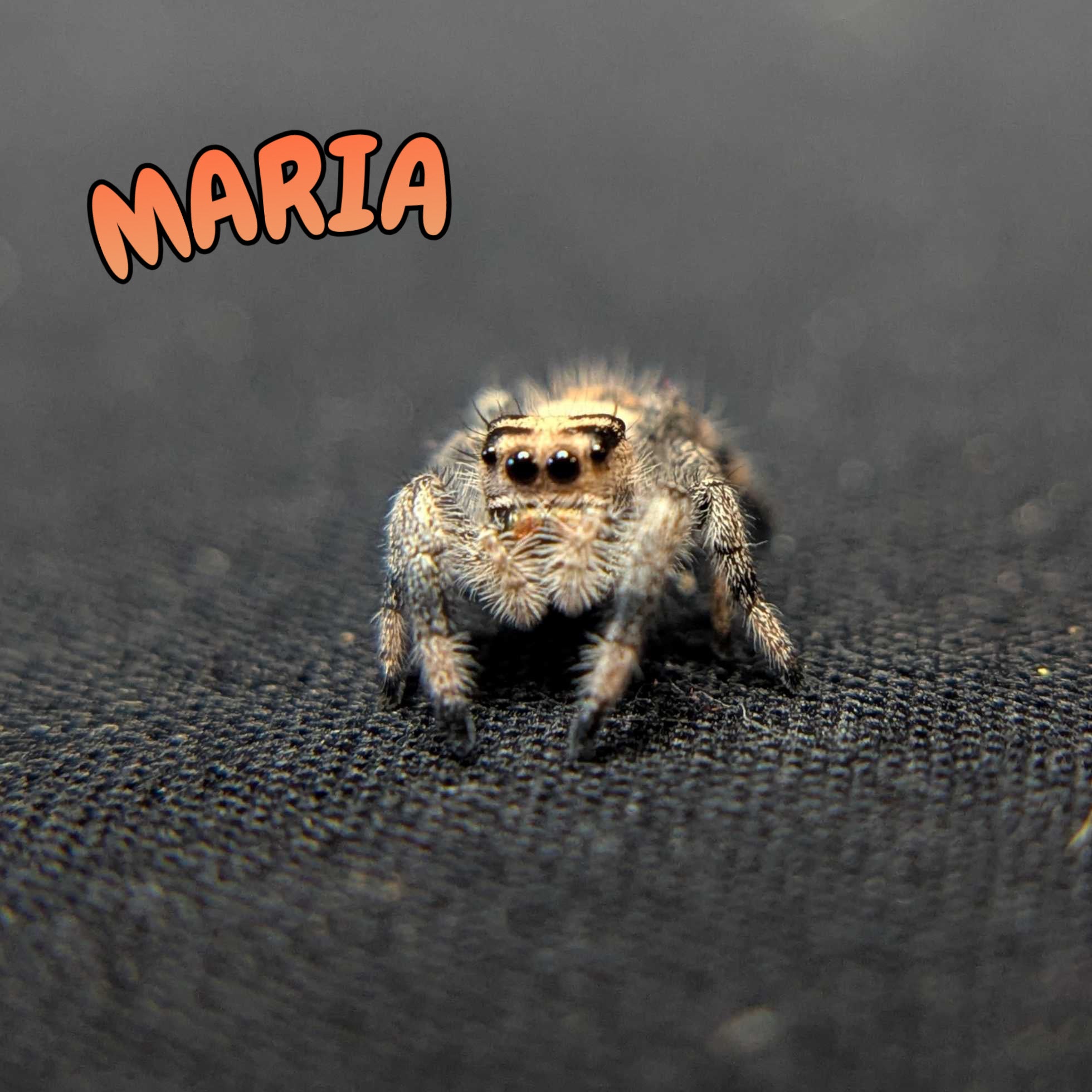 Regal Jumping Spider "Maria"