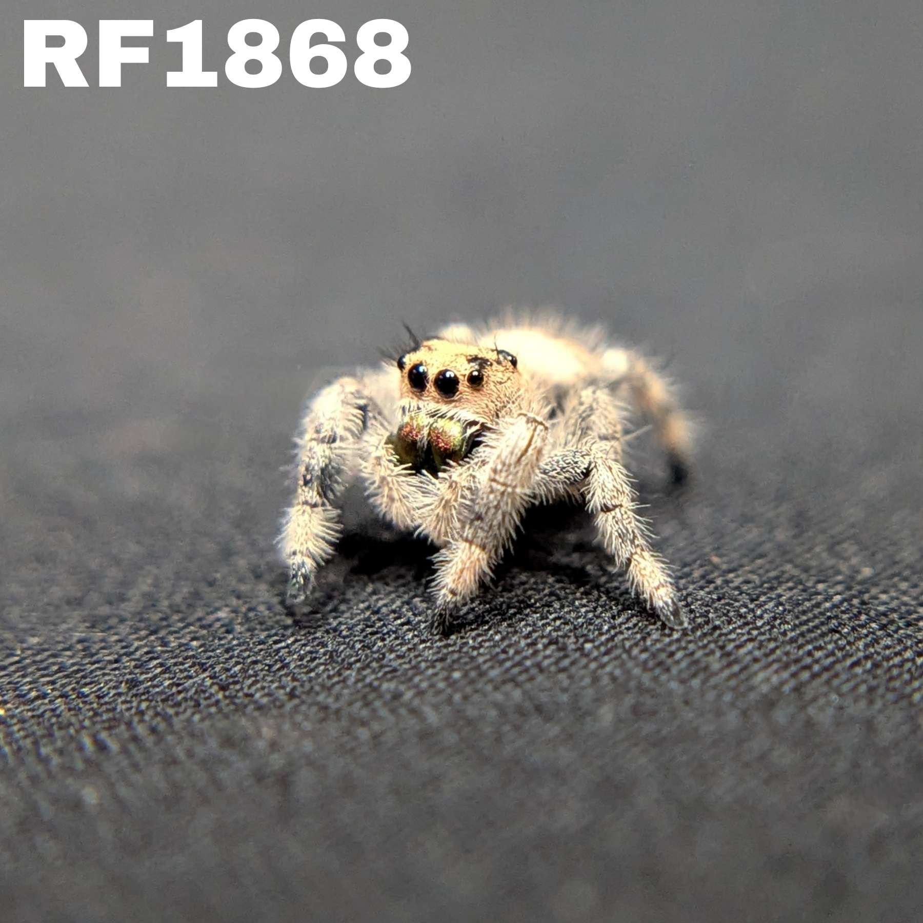 Regal Jumping Spider "Matilda"