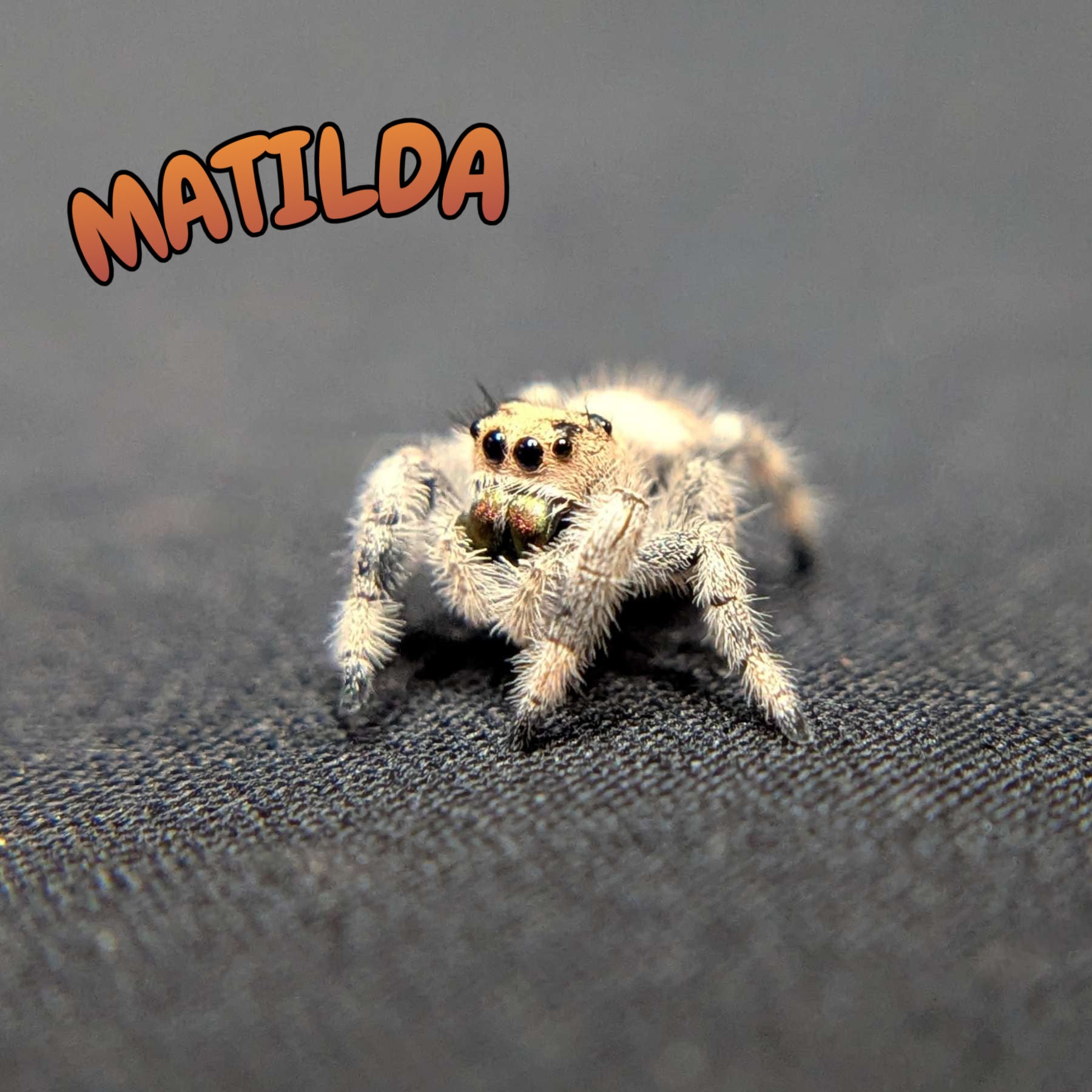 Regal Jumping Spider "Matilda"