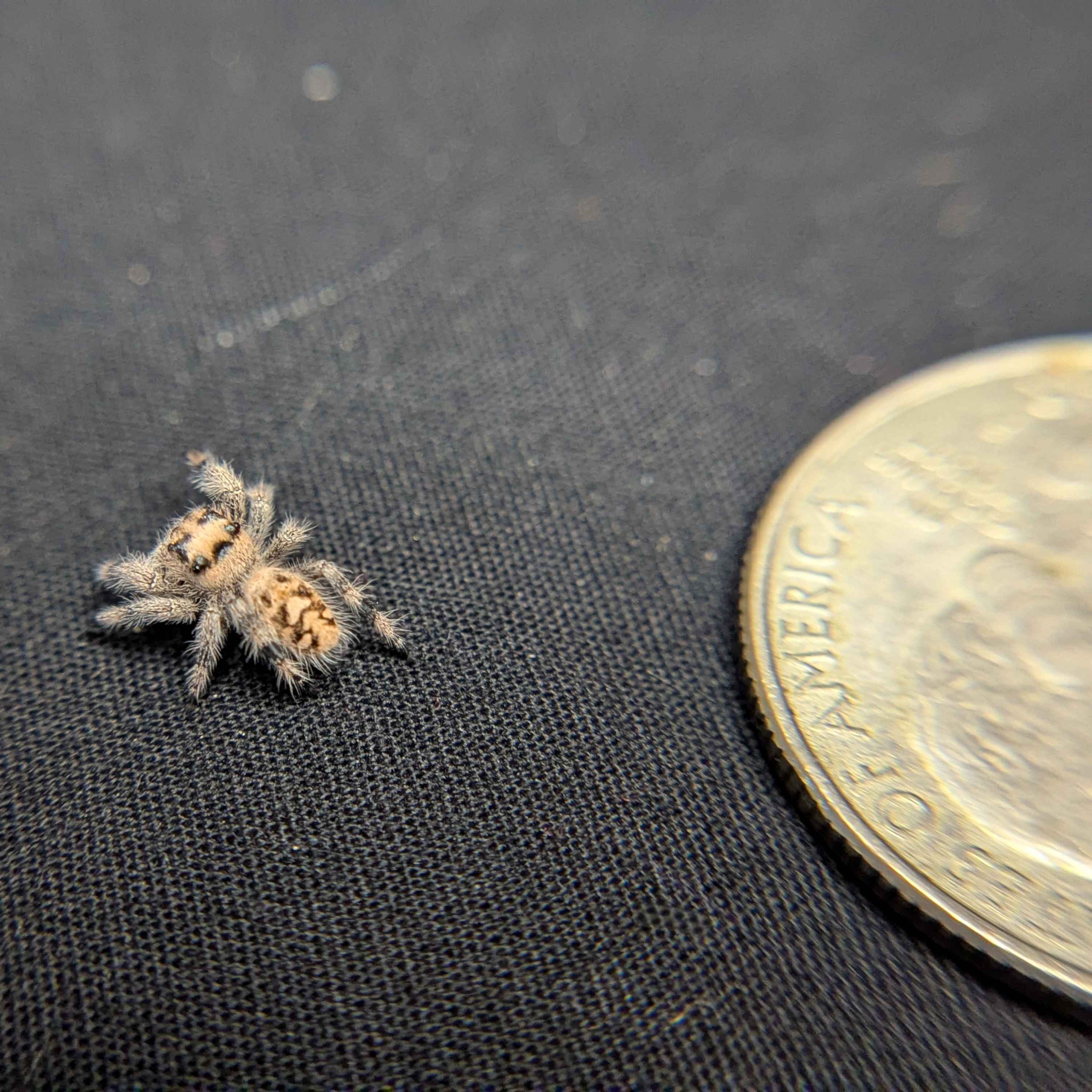 Regal Jumping Spider “Primrose”