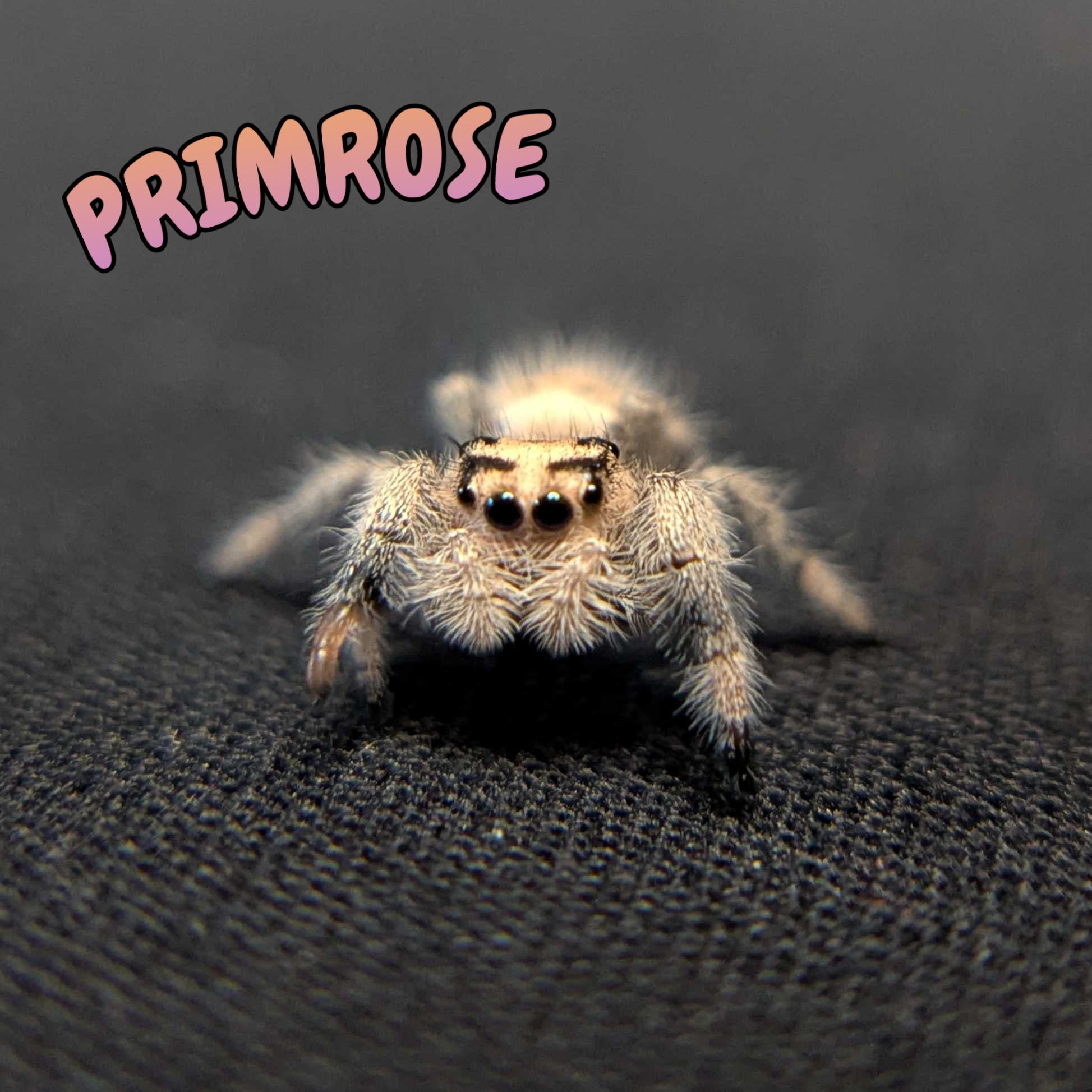 Regal Jumping Spider “Primrose”