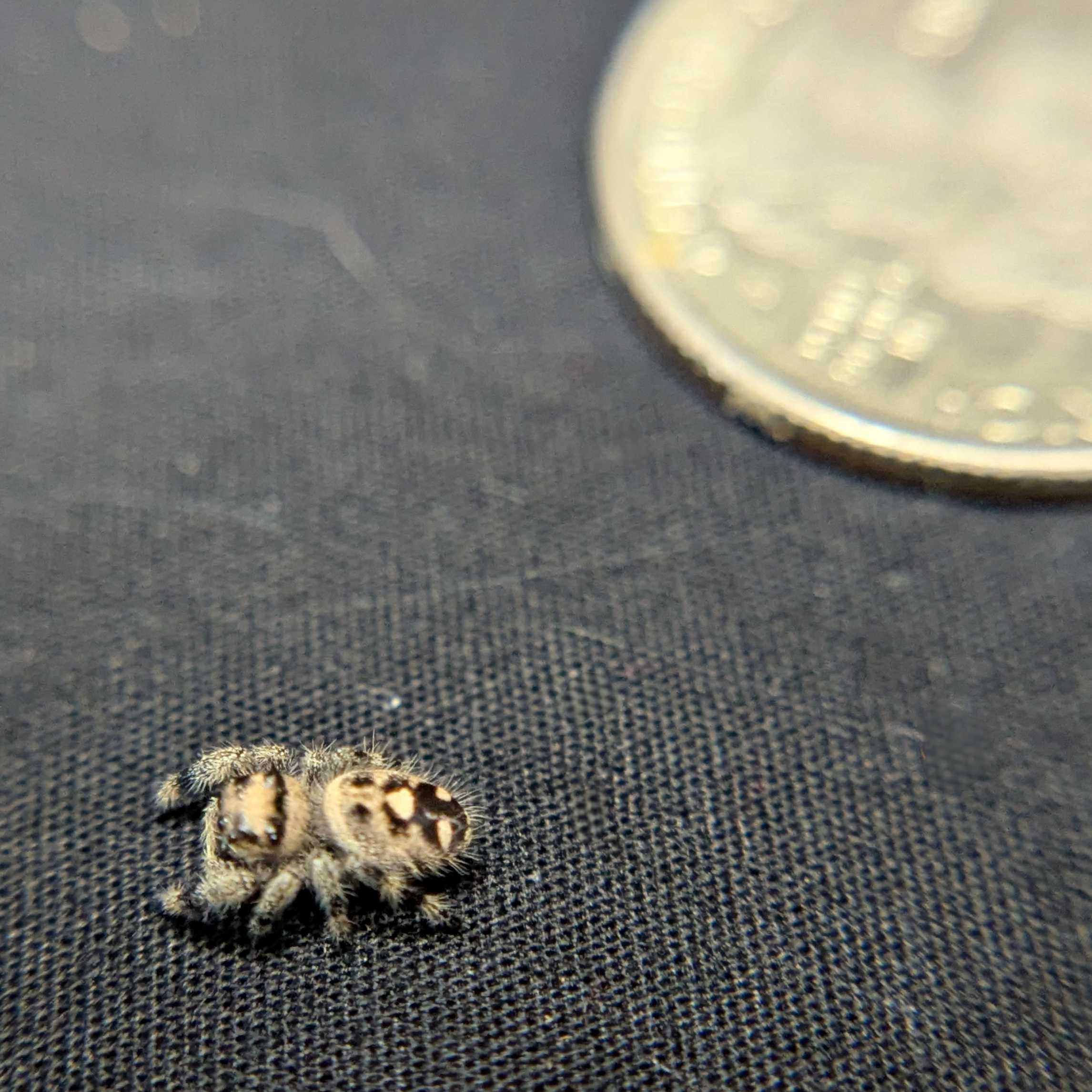 Regal Jumping Spider "Sunset"