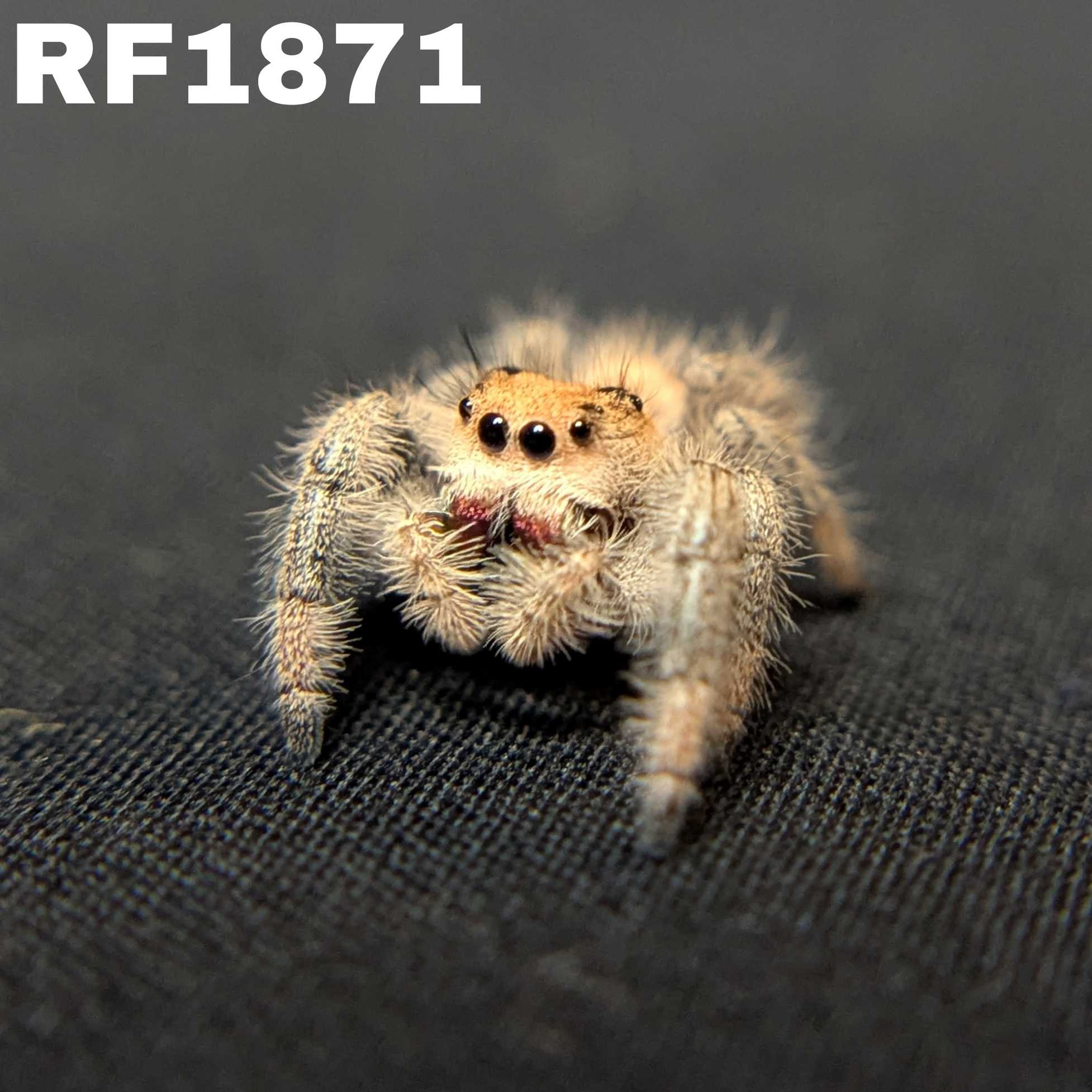 Regal Jumping Spider "Melody"