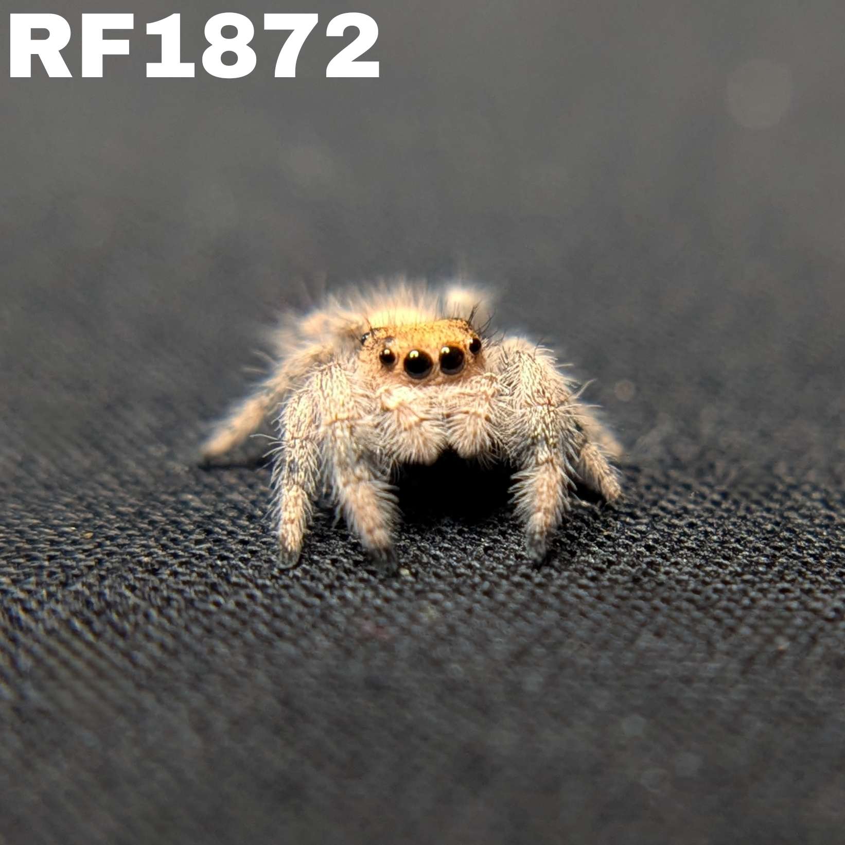 Regal Jumping Spider "Snugglebug"