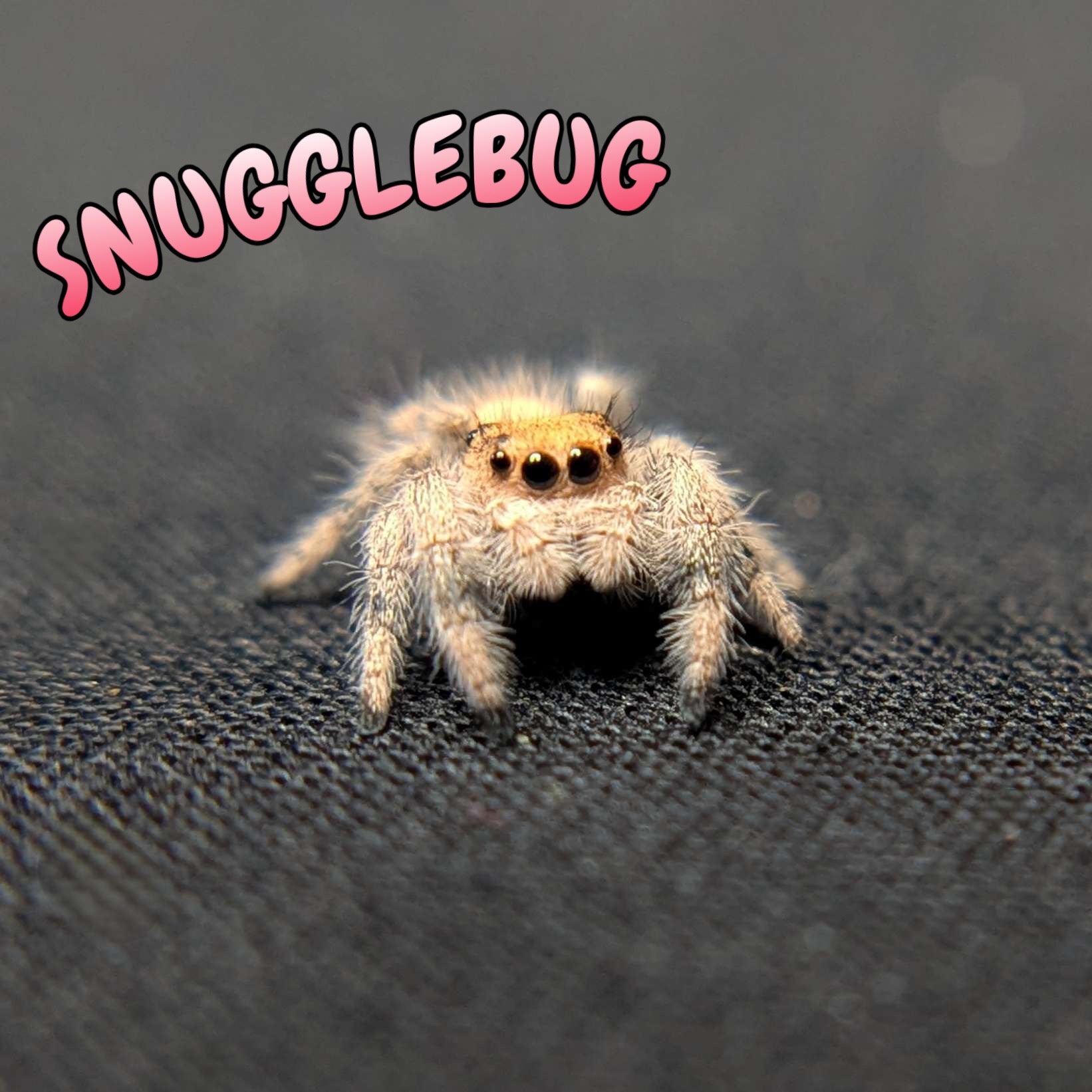 Regal Jumping Spider "Snugglebug"