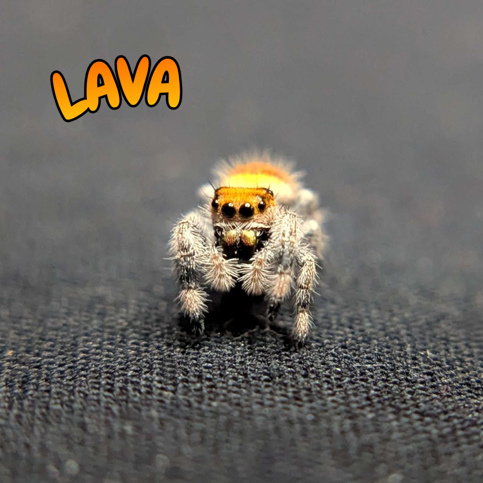 Regal Jumping Spider "Lava"
