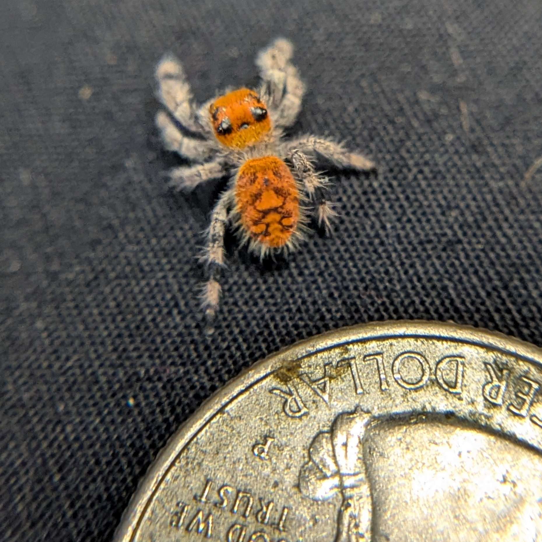 Regal Jumping Spider "Flare"