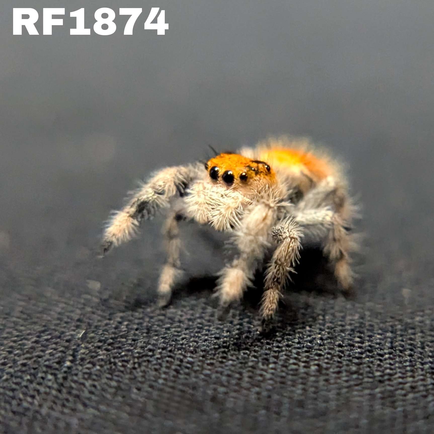 Regal Jumping Spider "Flare"