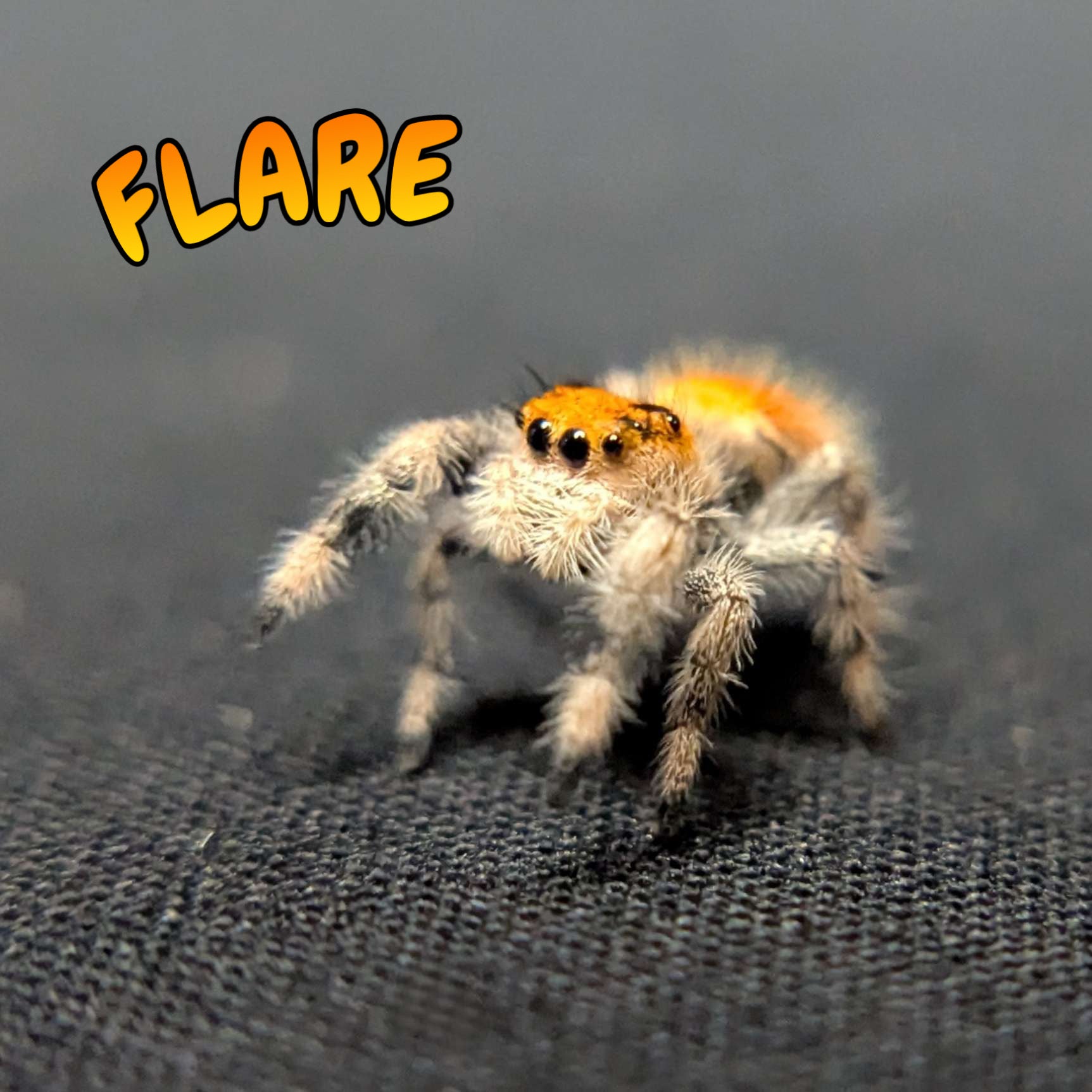 Regal Jumping Spider "Flare"