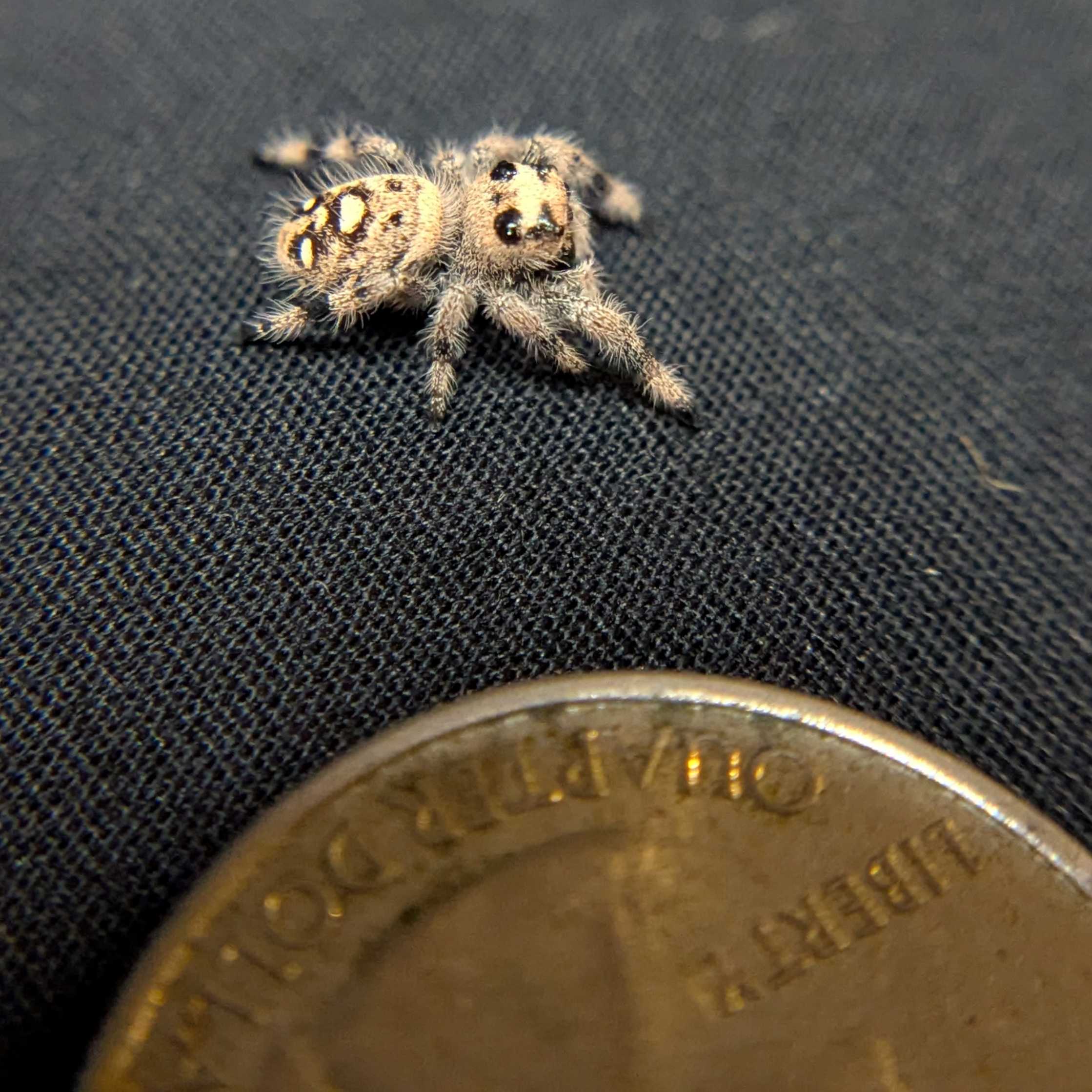 Regal Jumping Spider "Berry Puff"