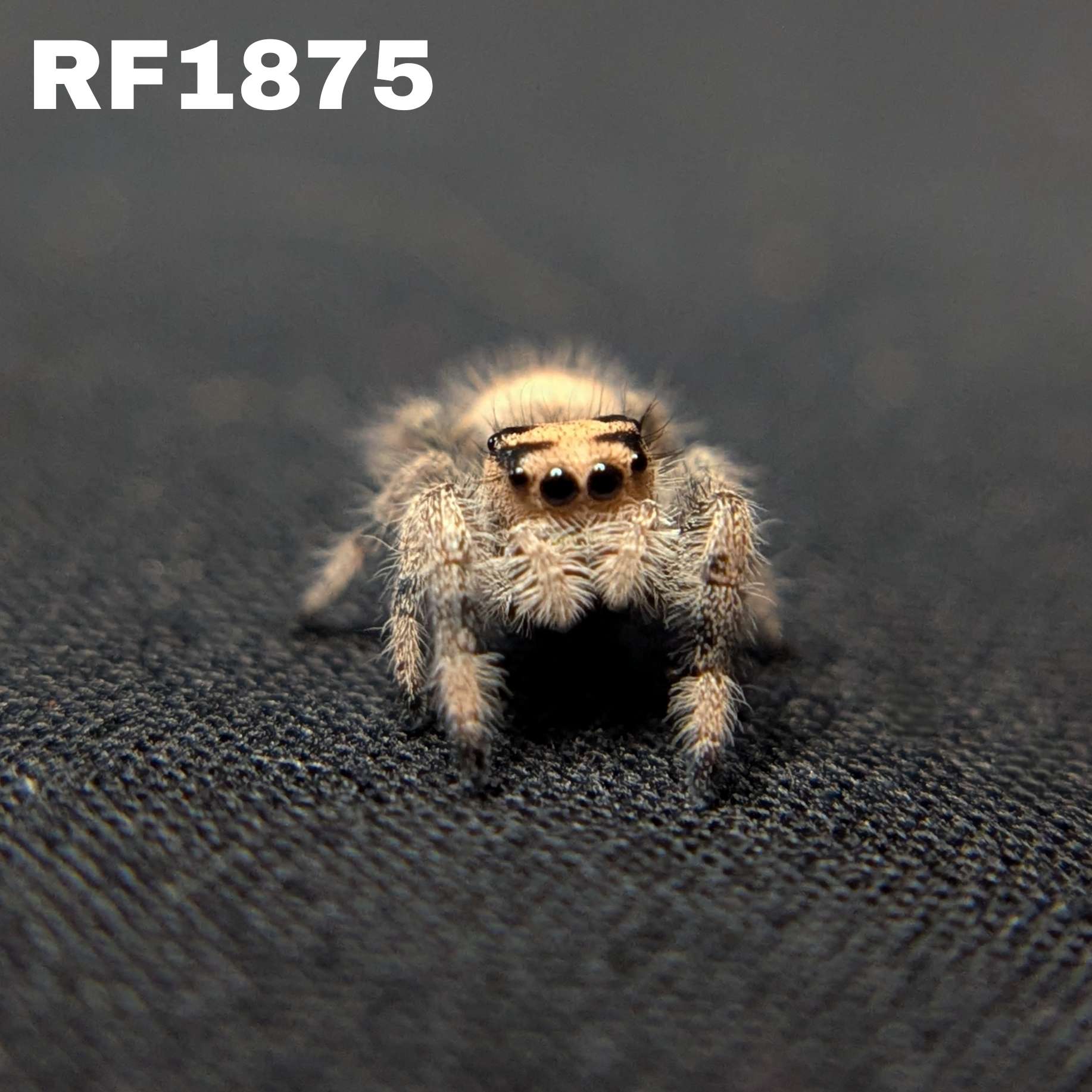 Regal Jumping Spider "Berry Puff"