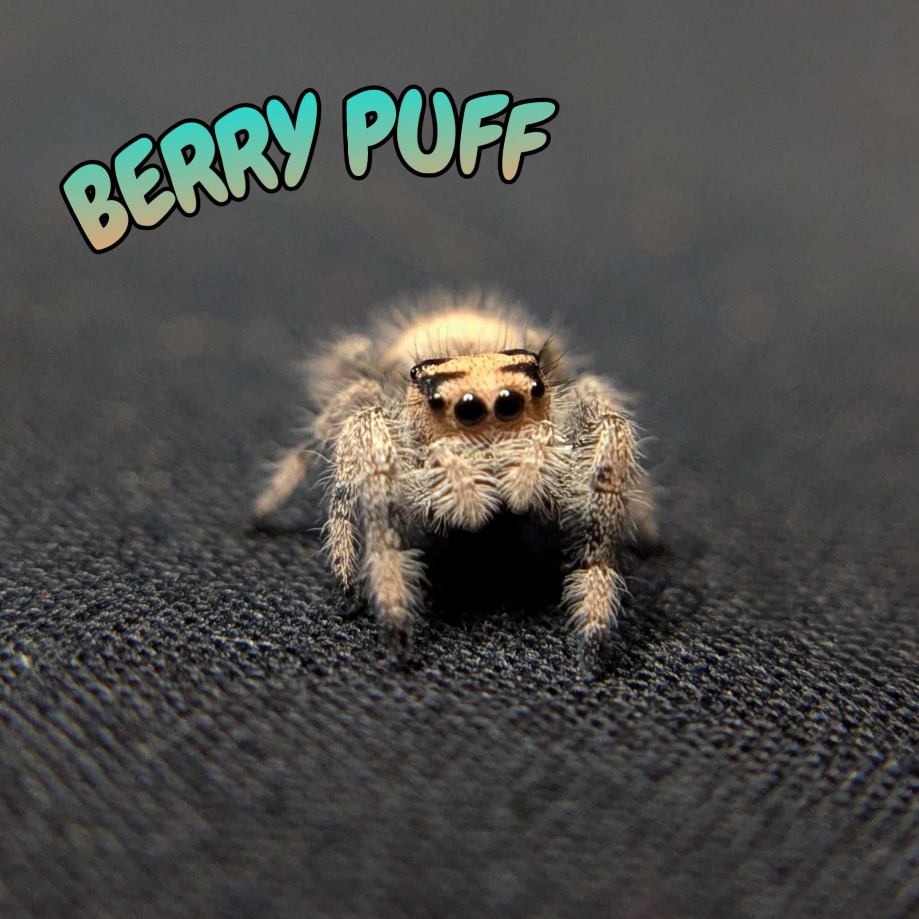 Regal Jumping Spider "Berry Puff"