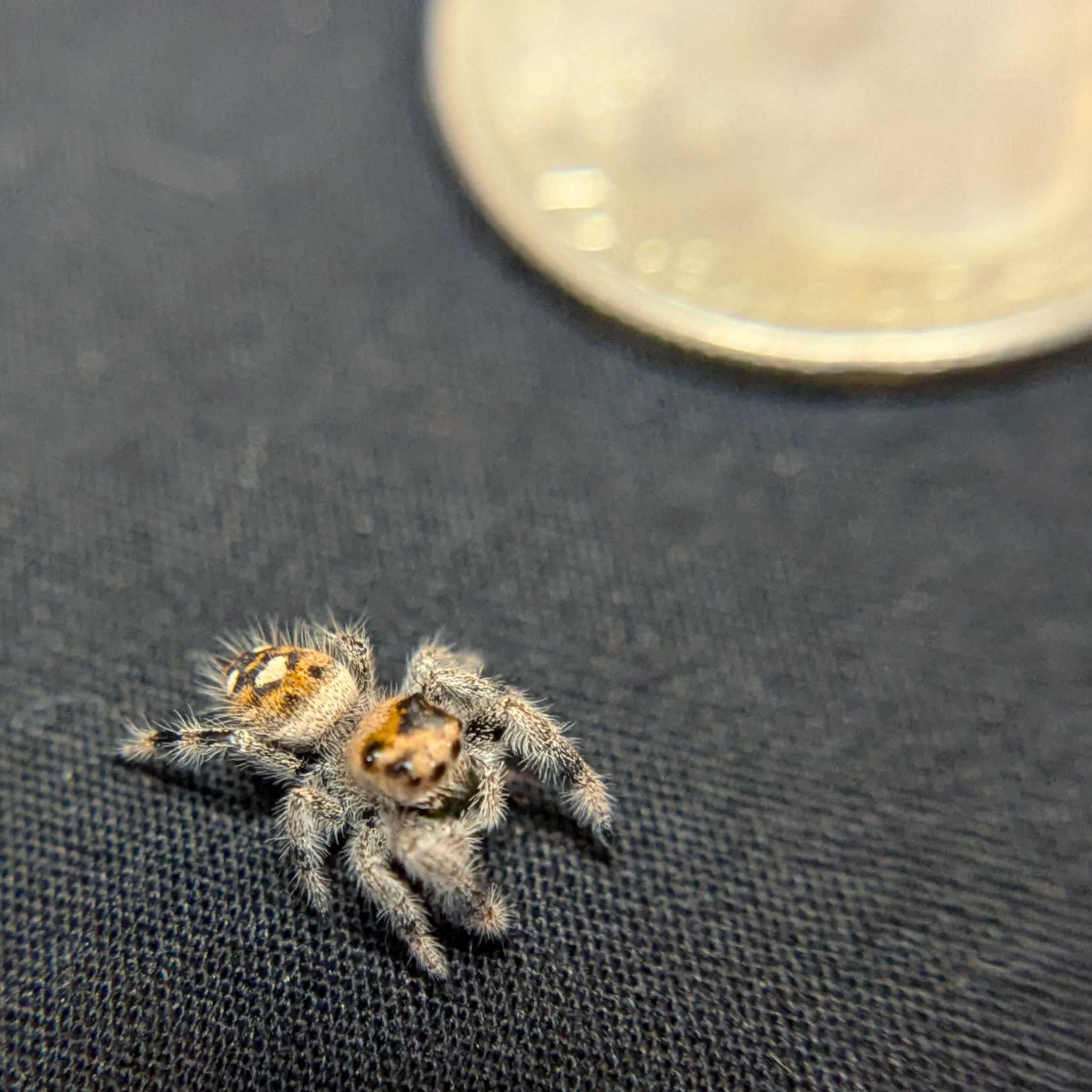 Regal Jumping Spider “Nectar”