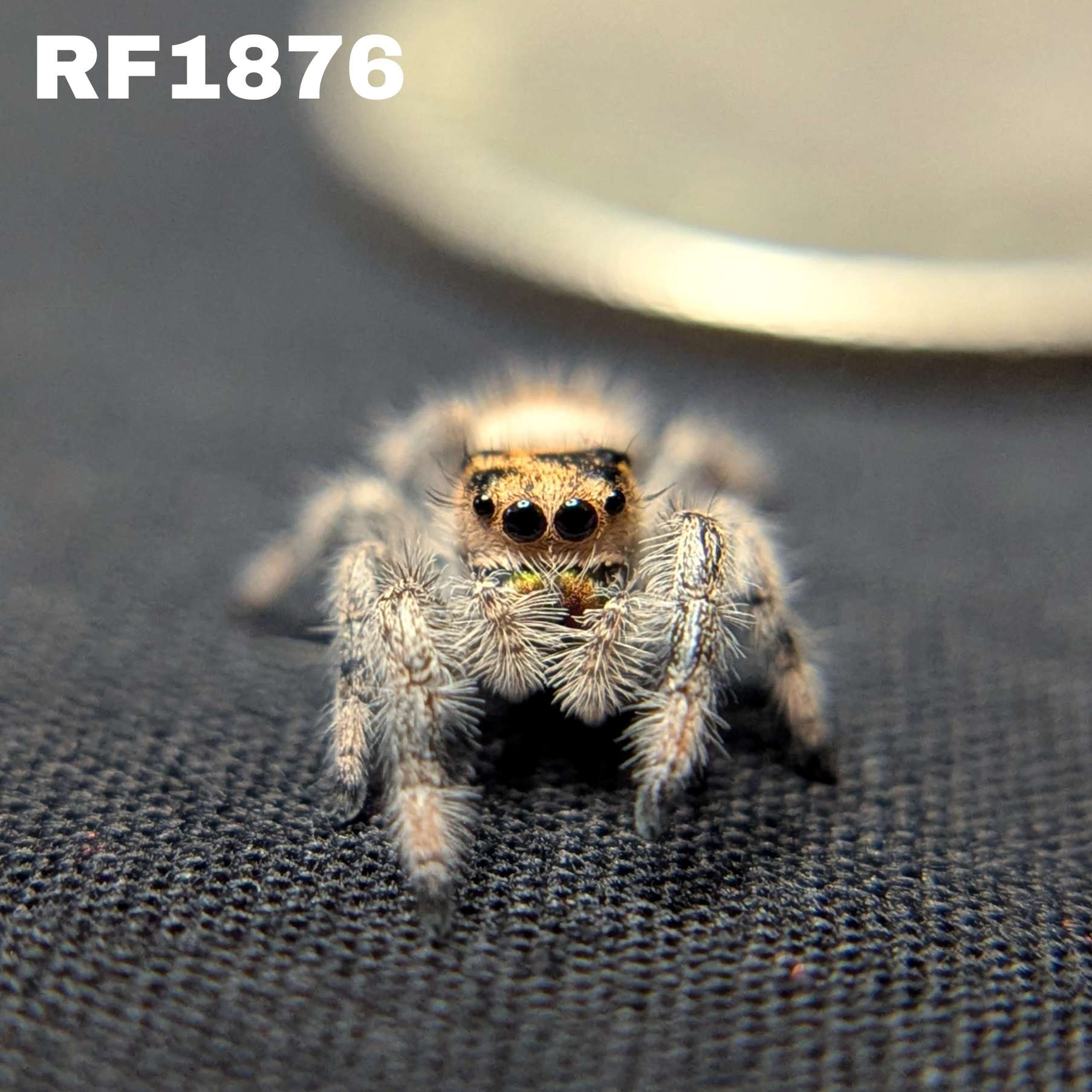 Regal Jumping Spider “Nectar”