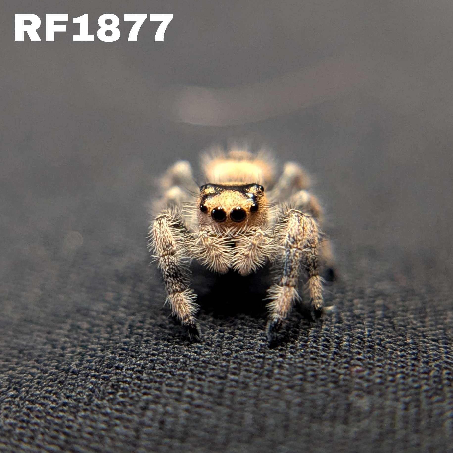 Regal Jumping Spider "Comet"